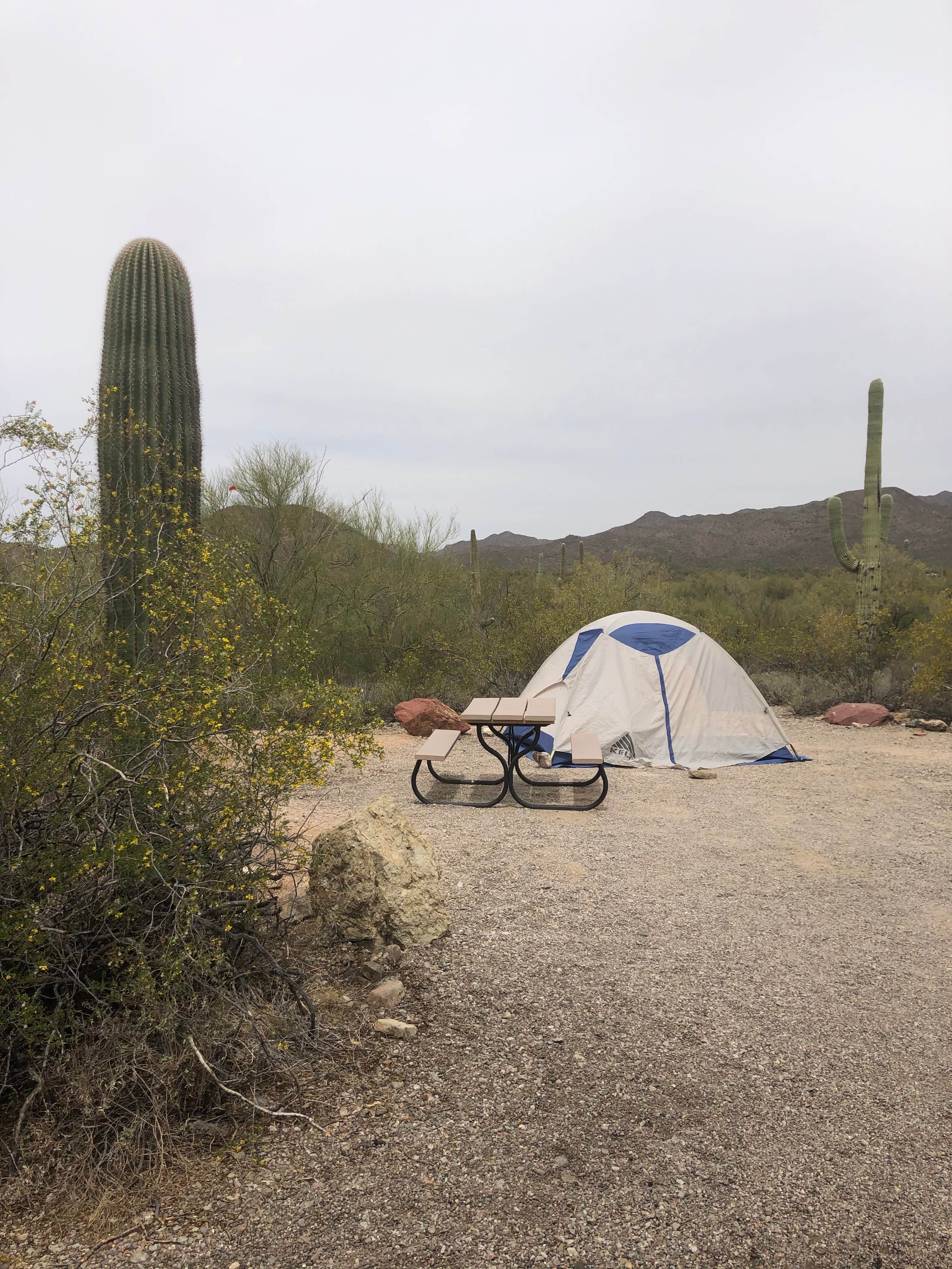 Candy P.'s photo at Gilbert Ray Campground near Tucson, AZ