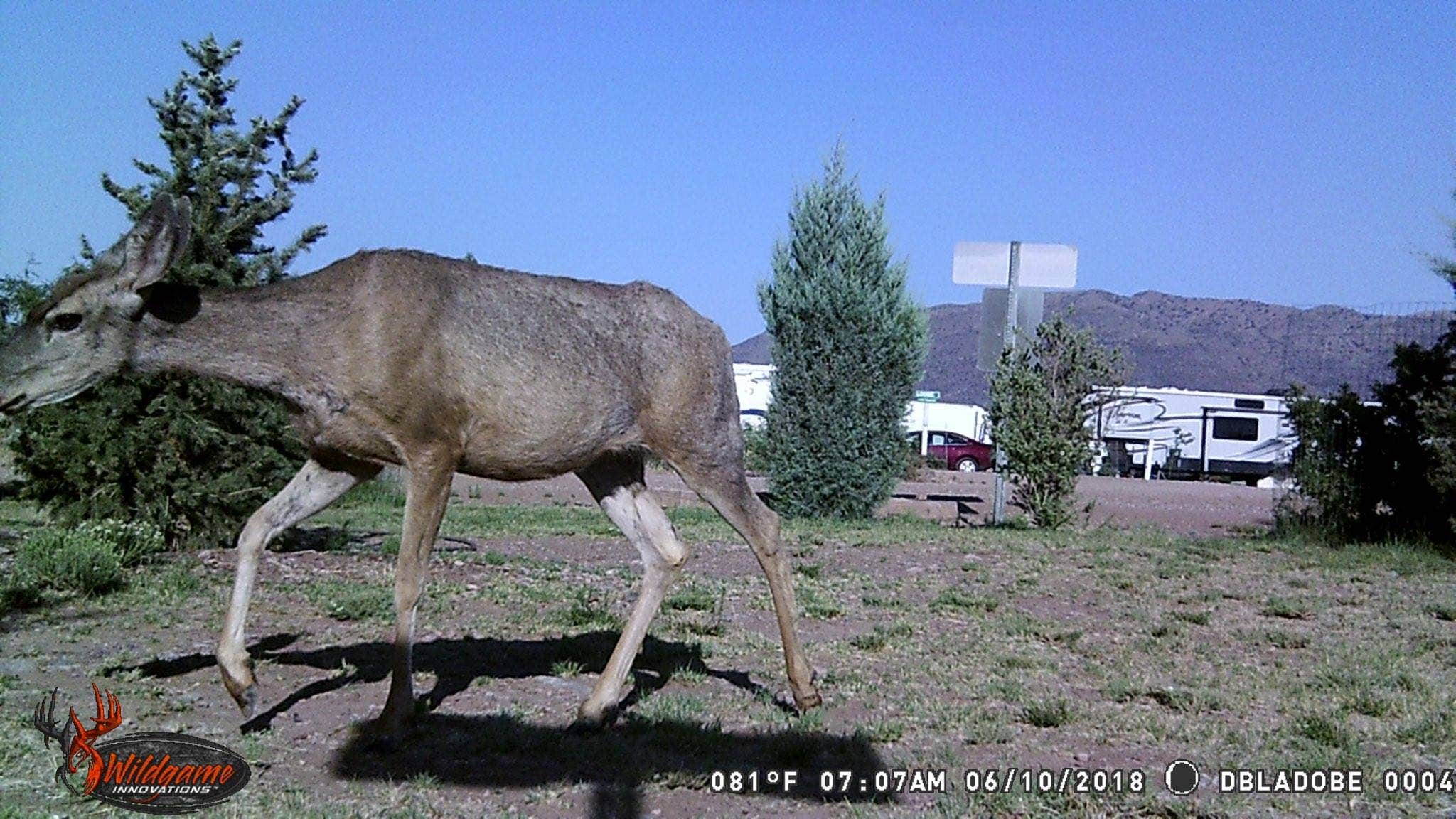 Camper submitted image from Desert Oasis Campground - 4