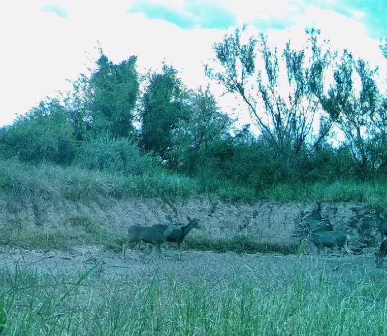 James J.'s photo of camping with pets at Desert Oasis Campground near Elfrida, AZ