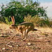 Review photo of Desert Oasis Campground by James J., April 11, 2021