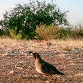 Review photo of Desert Oasis Campground by James J., April 11, 2021