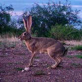 Review photo of Desert Oasis Campground by James J., April 11, 2021