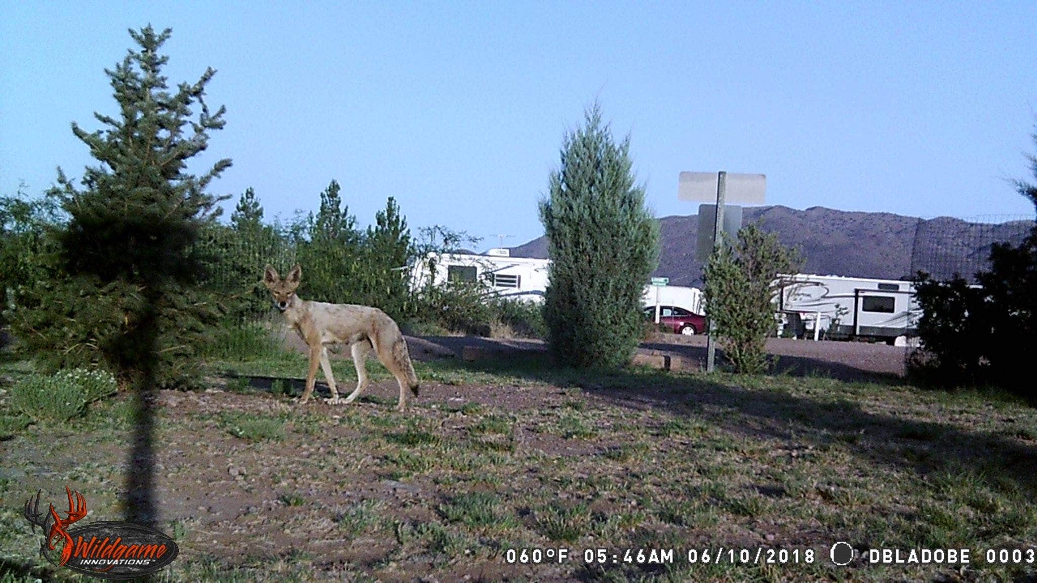 James J.'s photo of camping with pets at Desert Oasis Campground near Tombstone, AZ