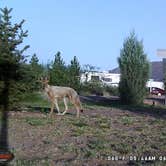 Review photo of Desert Oasis Campground by James J., April 11, 2021