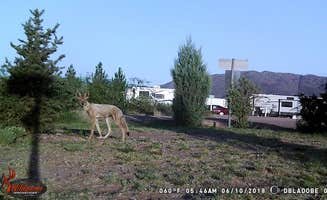 James J.'s photo of camping with pets at Desert Oasis Campground near Tombstone, AZ