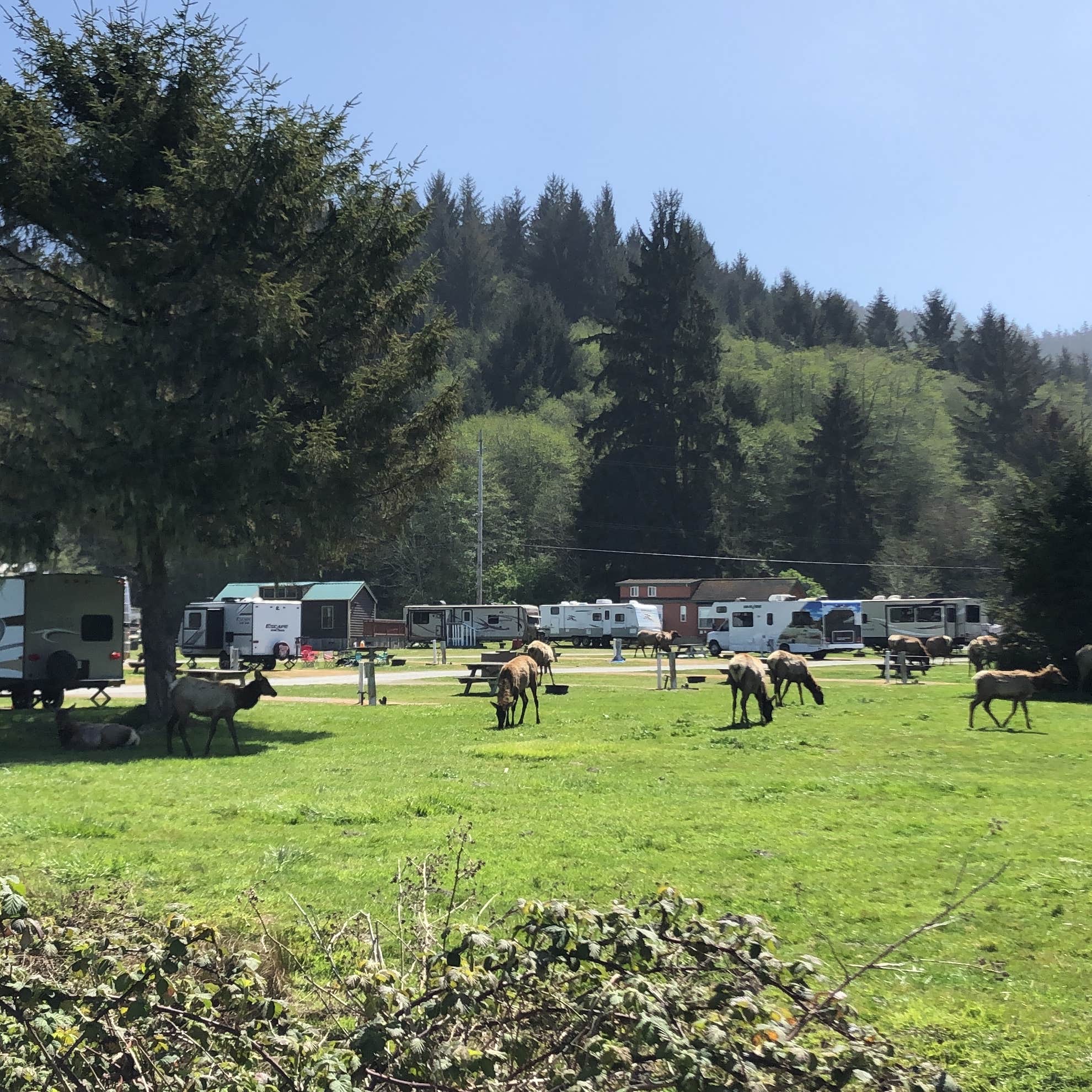 Elk Country RV Resort & Campground