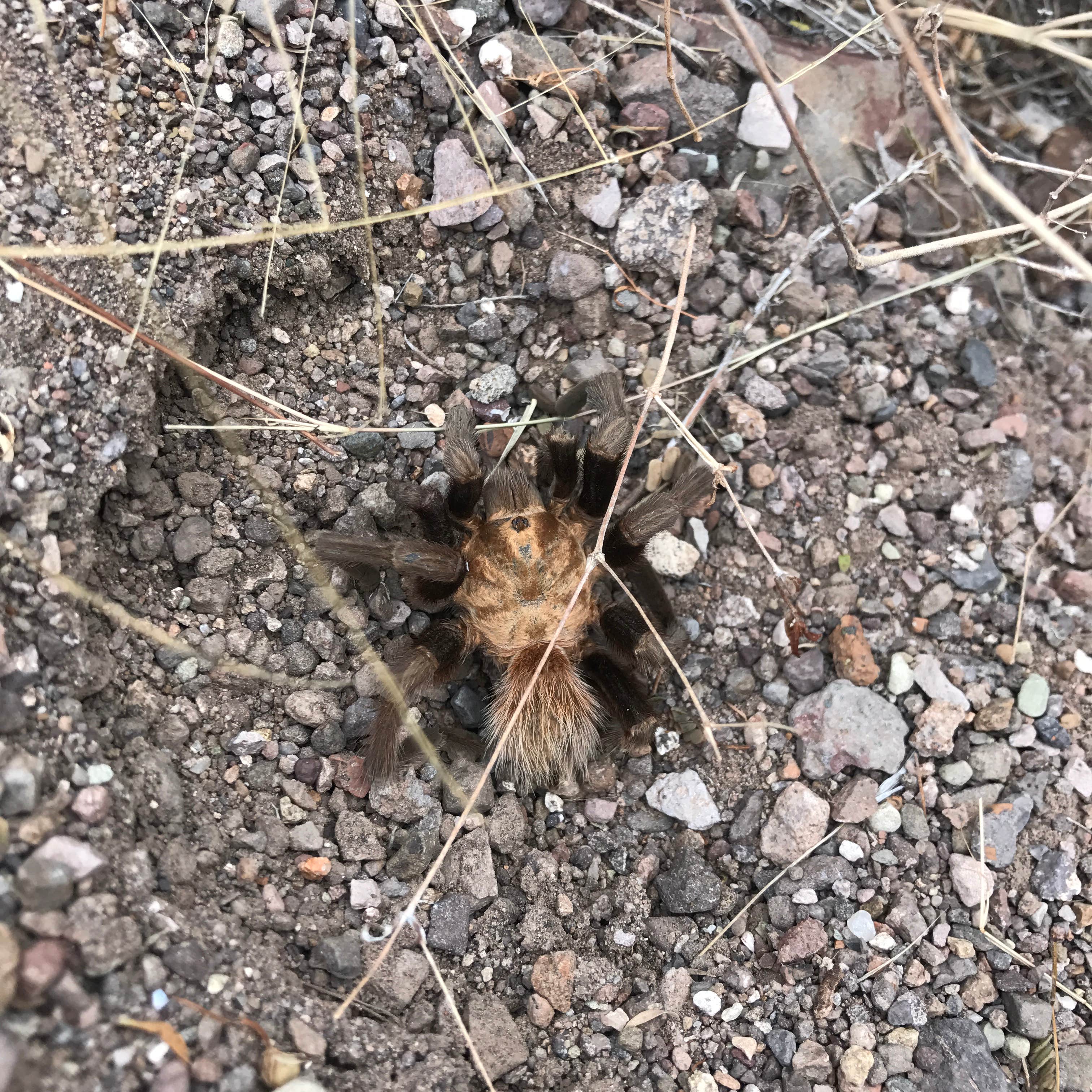 Trail companion