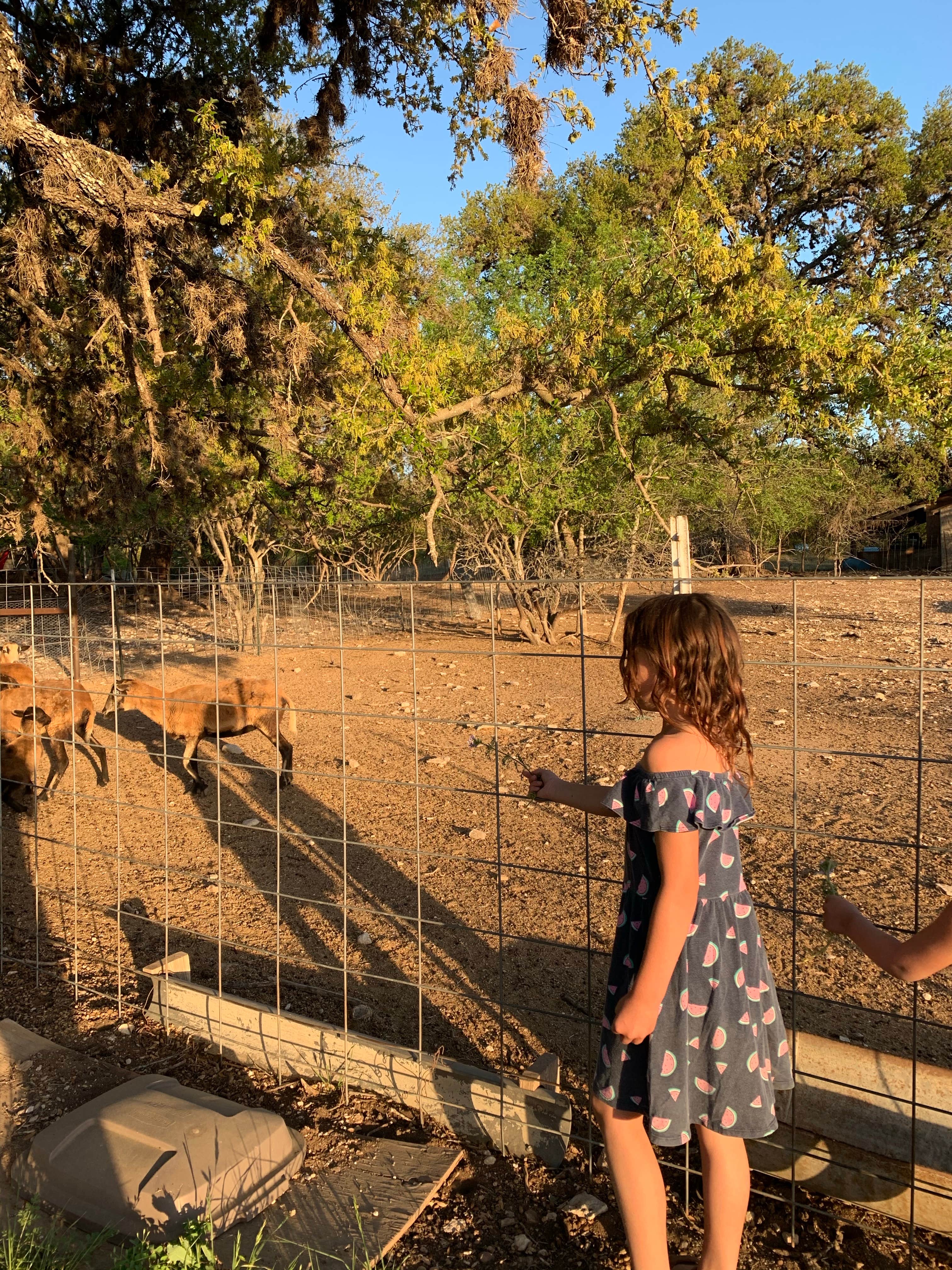 Camper submitted image from Clearwater Ranch Resort on the Frio River - 3