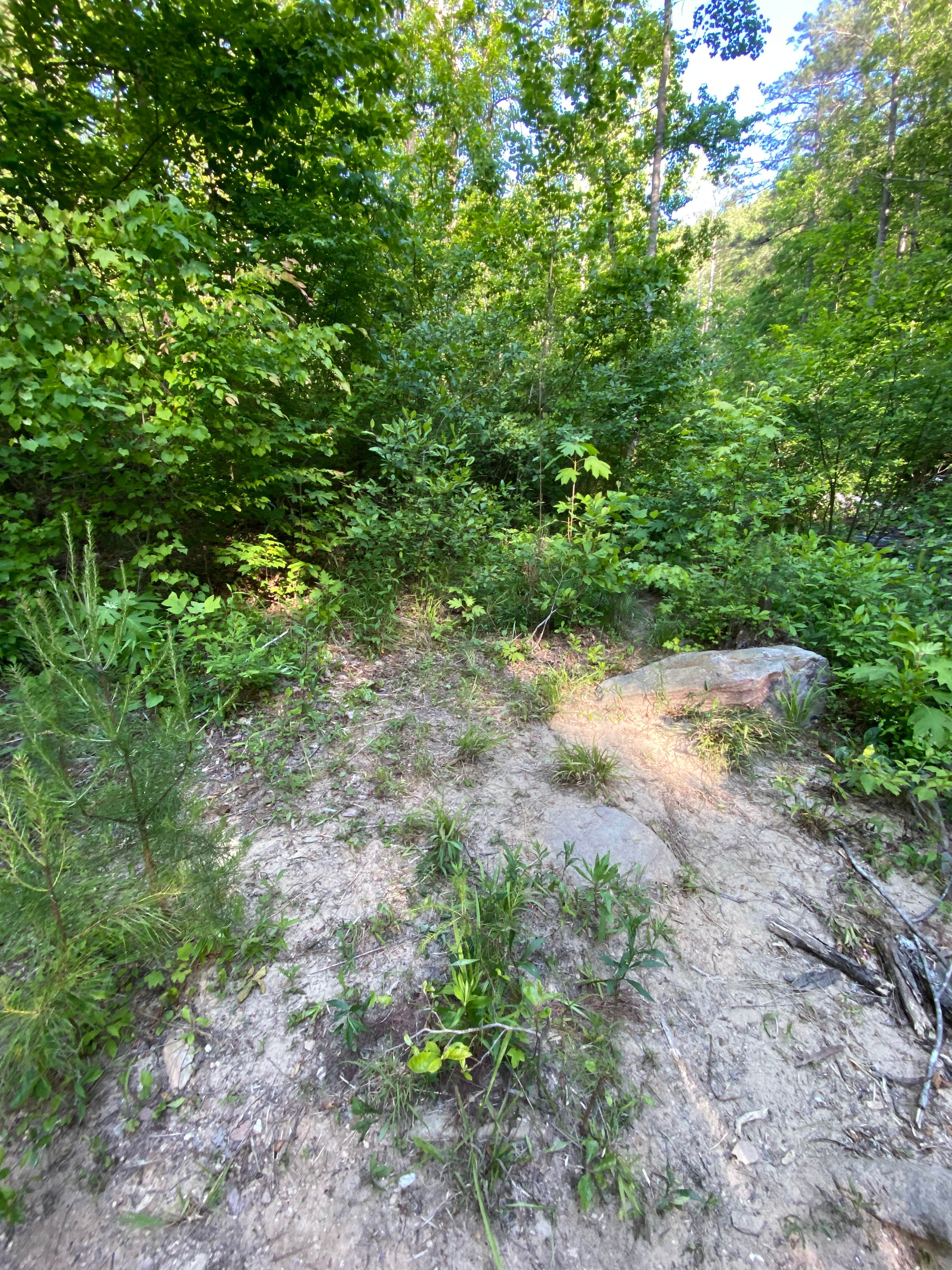 Camper-submitted photo at Chinnabee Silent Trail Backcountry Site 6 near Gurley, AL