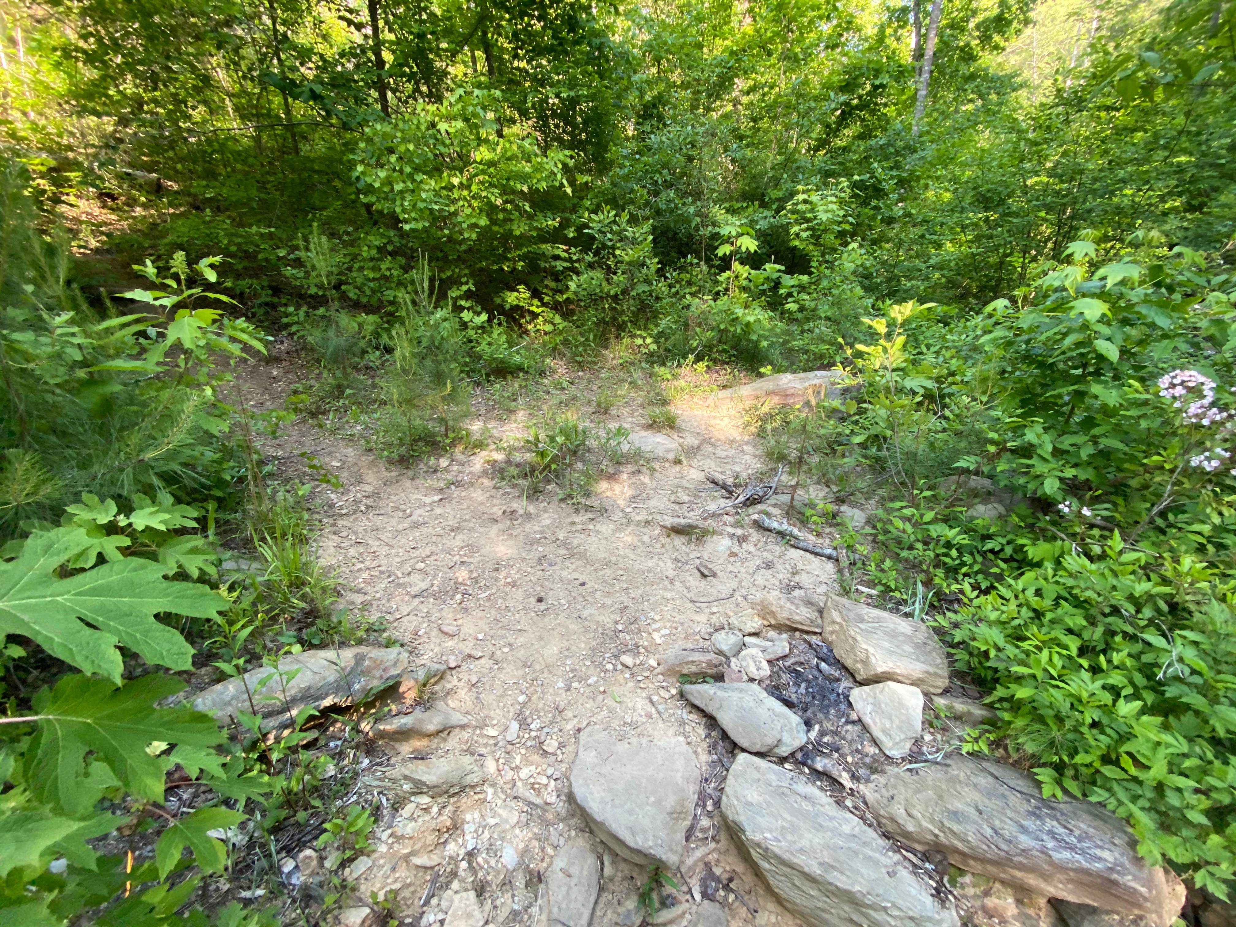 Camper-submitted photo at Chinnabee Silent Trail Backcountry Site 6 near Gurley, AL