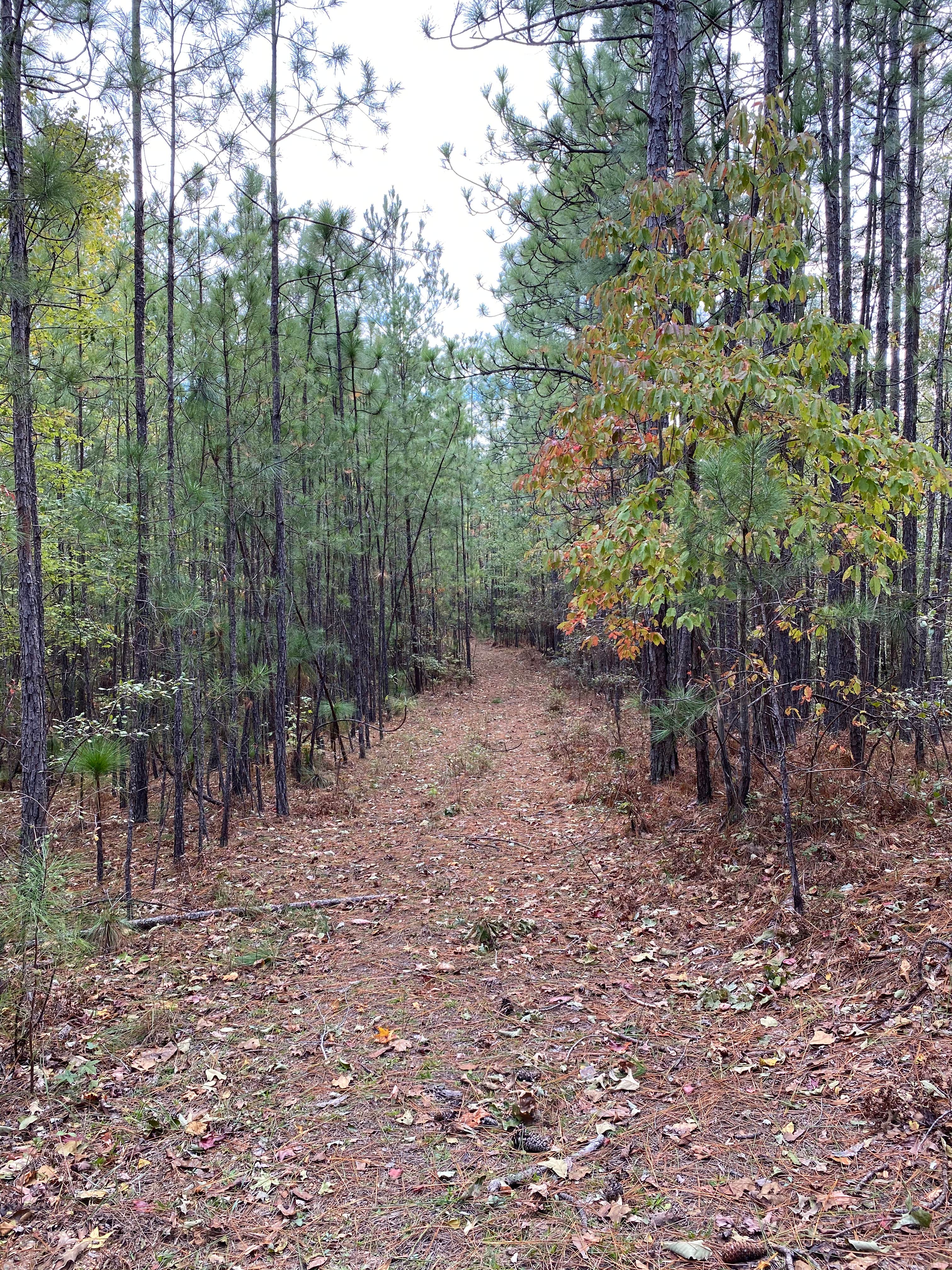 Camper submitted image from Weogufka State Forest Backcountry Site 1 - 3