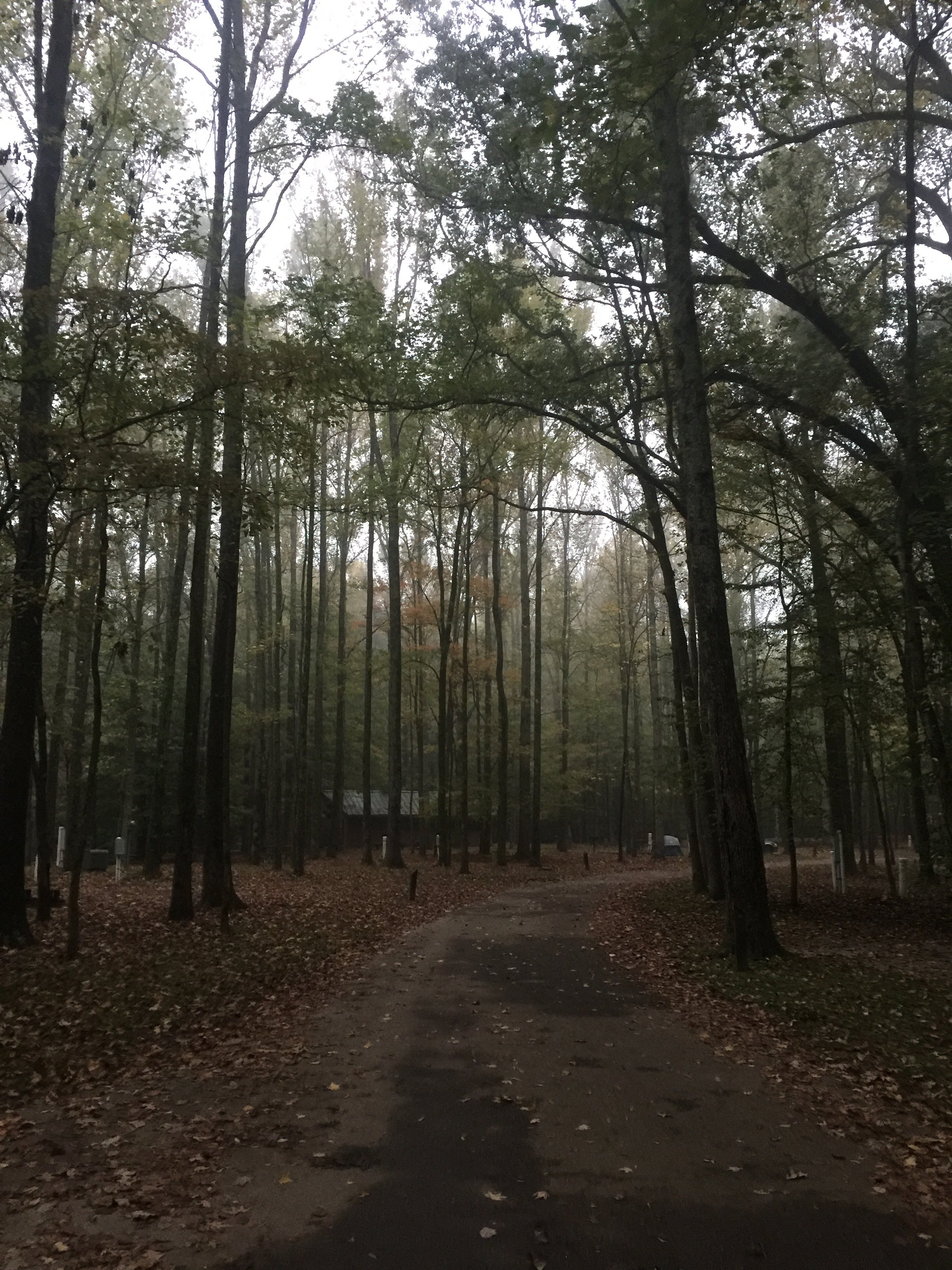 Camper submitted image from Meeman-Shelby Forest State Park - 1