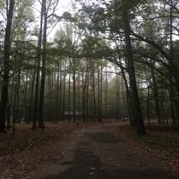 Meeman-Shelby Forest State Park