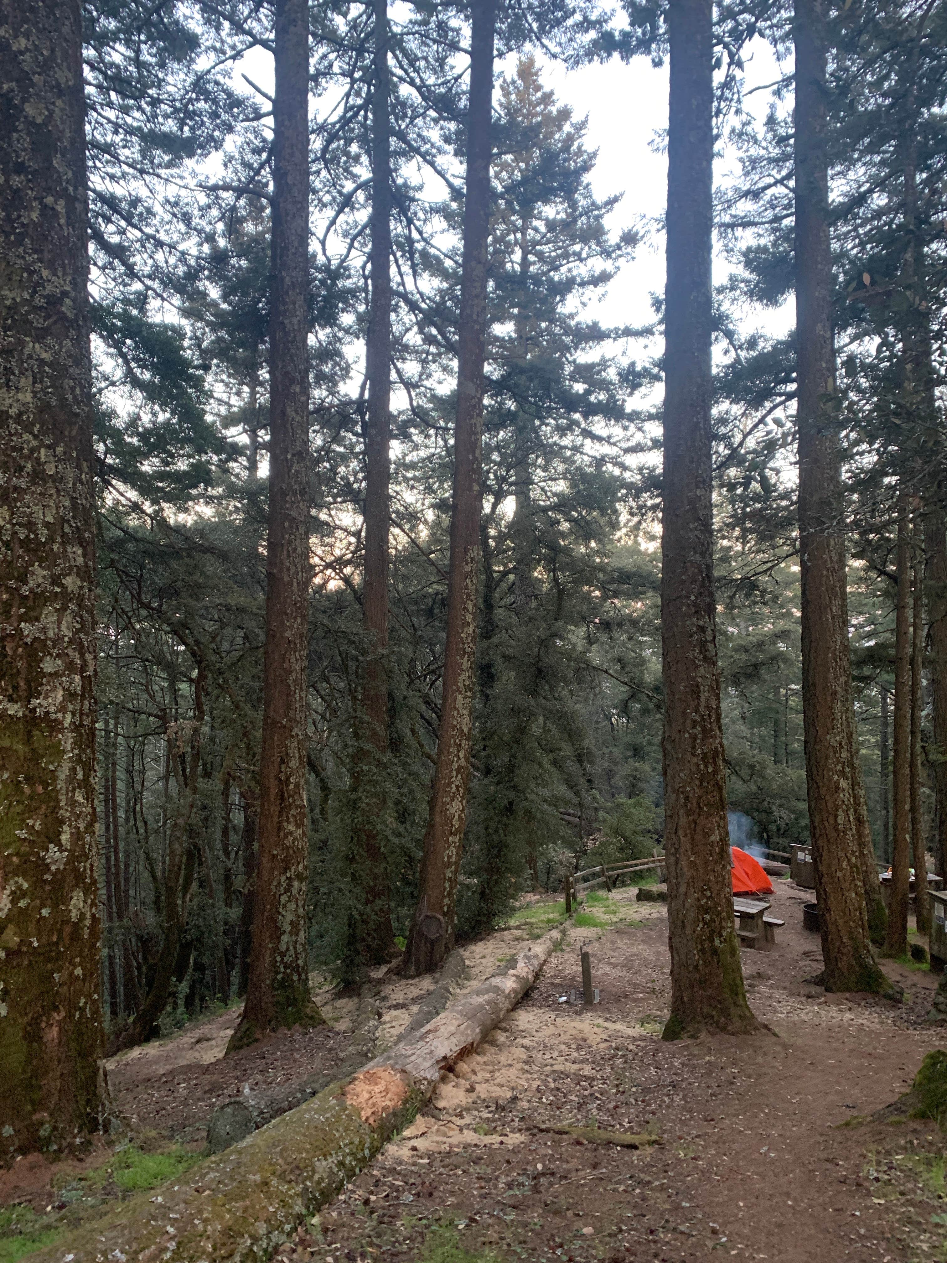Camper-submitted photo at Pantoll Campground — Mount Tamalpais State Park near Larkspur, CA