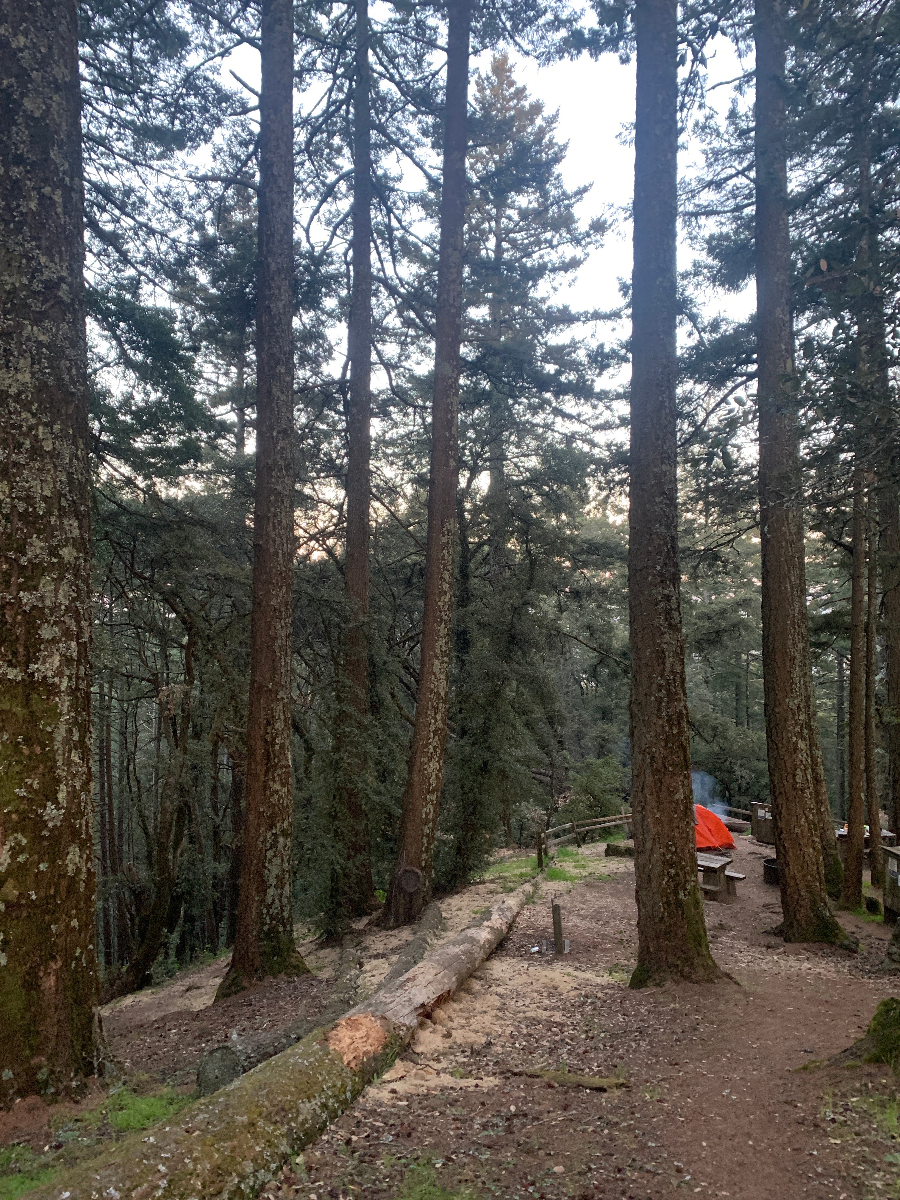 Camper submitted image from Pantoll Campground — Mount Tamalpais State Park - 1