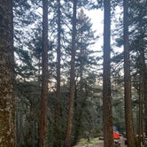 Review photo of Pantoll Campground — Mount Tamalpais State Park by Venice  G., April 12, 2021