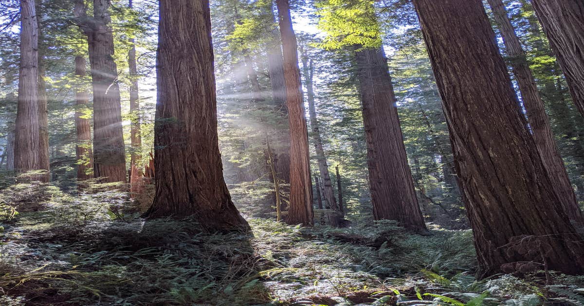 Jedidiah Smith Campground — Redwood National Park