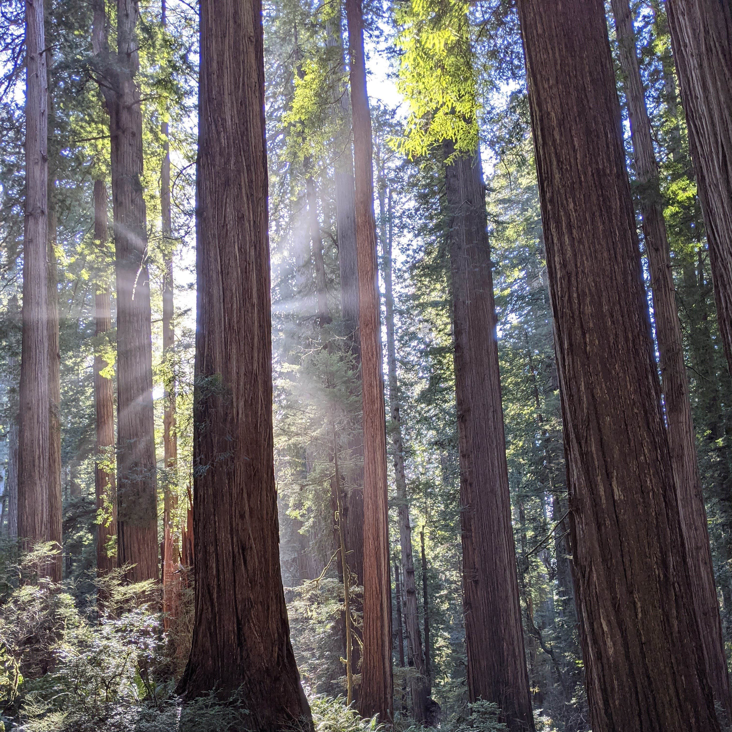 Jedidiah Smith Campground — Redwood National Park