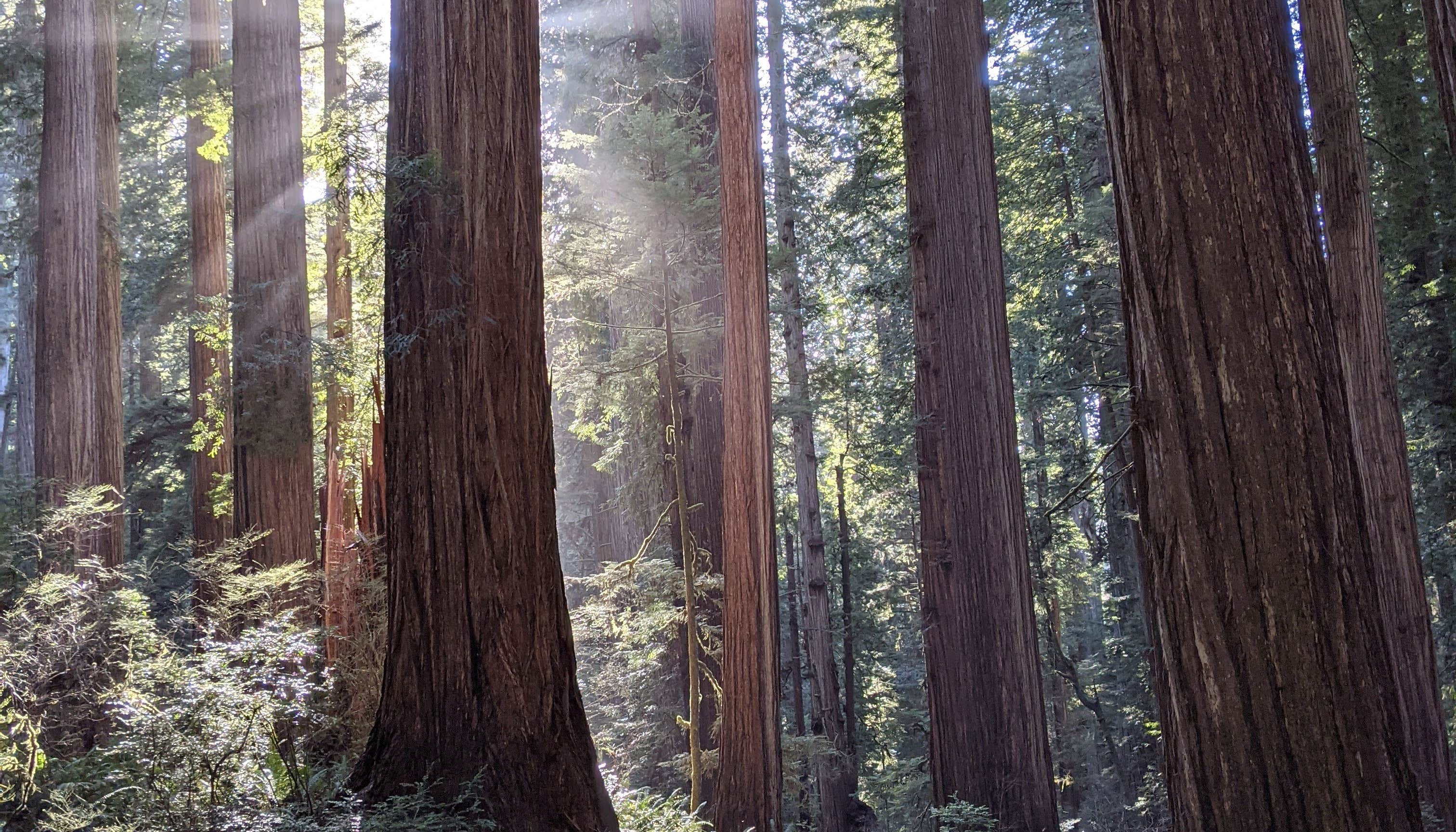 Redwood National Park