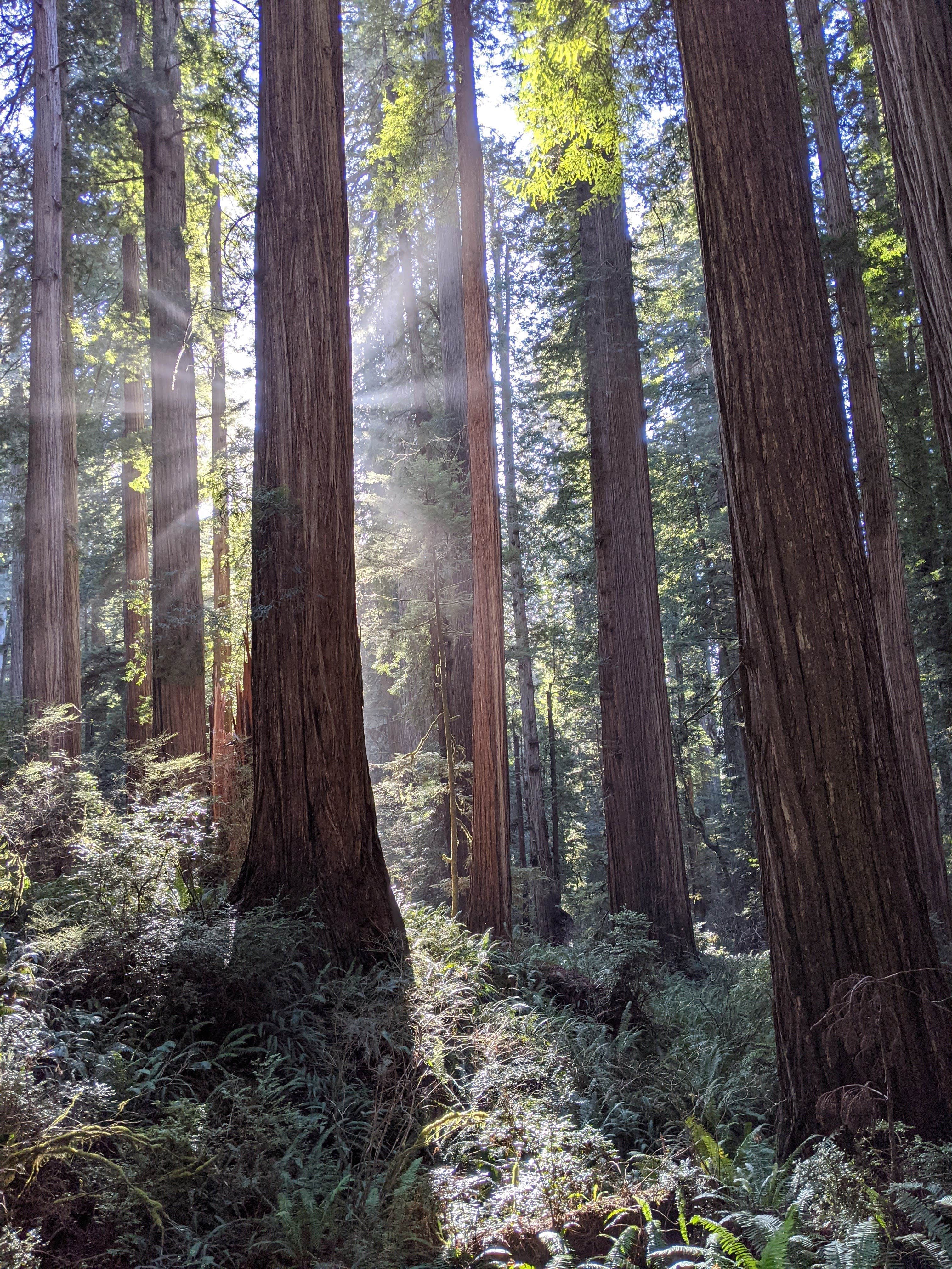 Camper submitted image from Jedidiah Smith Campground — Redwood National Park - 1