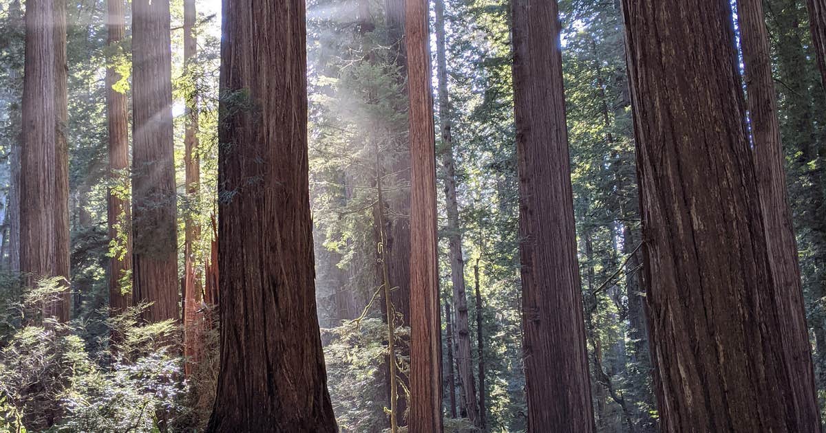 Jedidiah Smith Campground — Redwood National Park