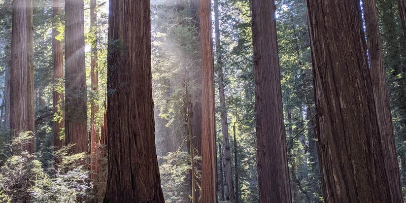 Camper submitted image from Jedediah Smith Redwoods State Park Campground