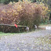 Review photo of Elk Prairie Campground — Prairie Creek Redwoods State Park by Sophia B., April 12, 2021