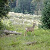 Review photo of Jordan Pines by Heather K., April 12, 2021