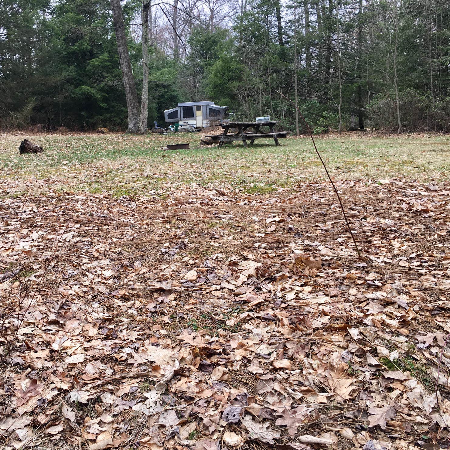 Bald Eagle State Forest Camping | The Dyrt