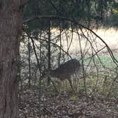 Review photo of Spring Hill Campground — Boiling Springs State Park by Richard , April 12, 2021