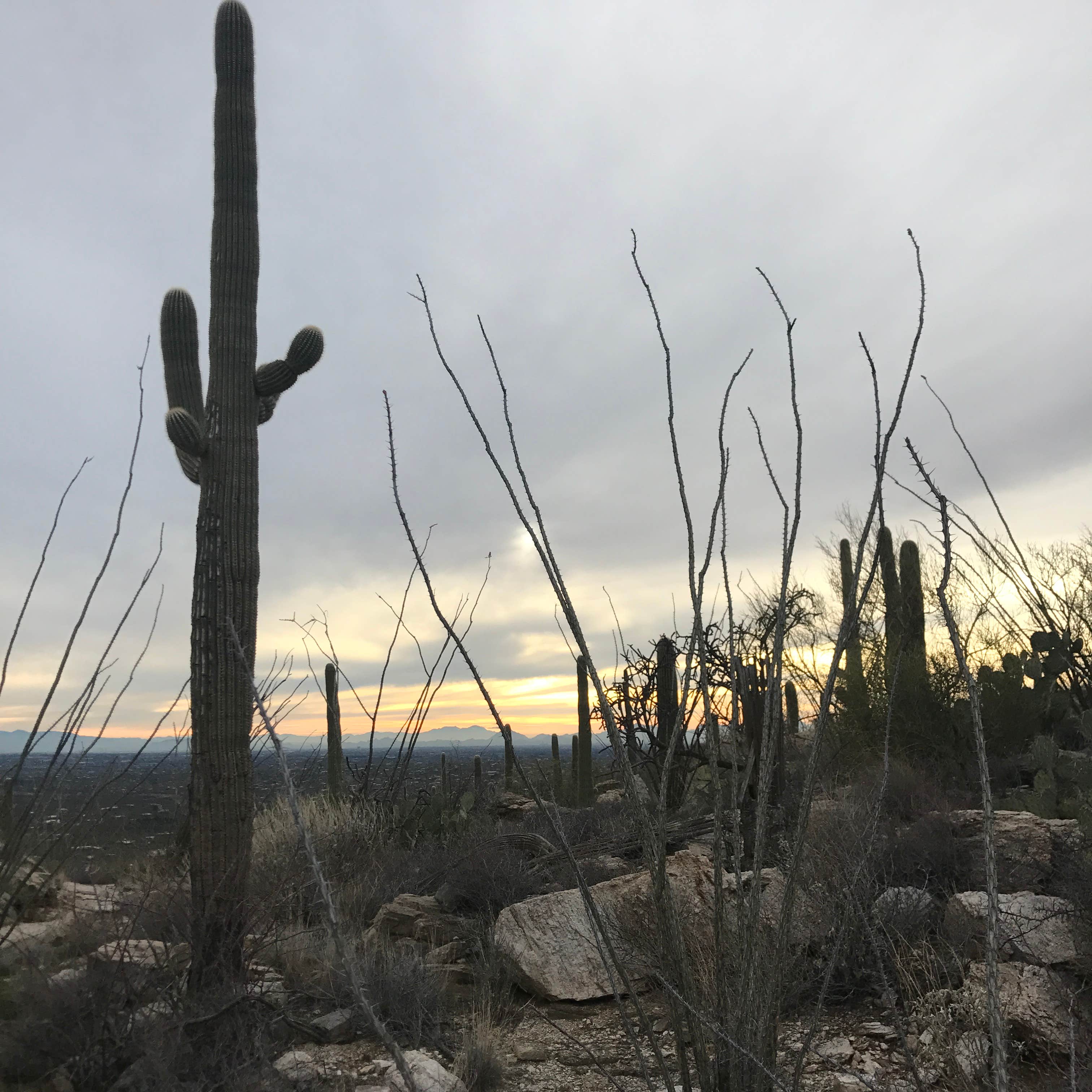 Camper-submitted photo at Gordon Hirabayashi Campground near Oro Valley, AZ