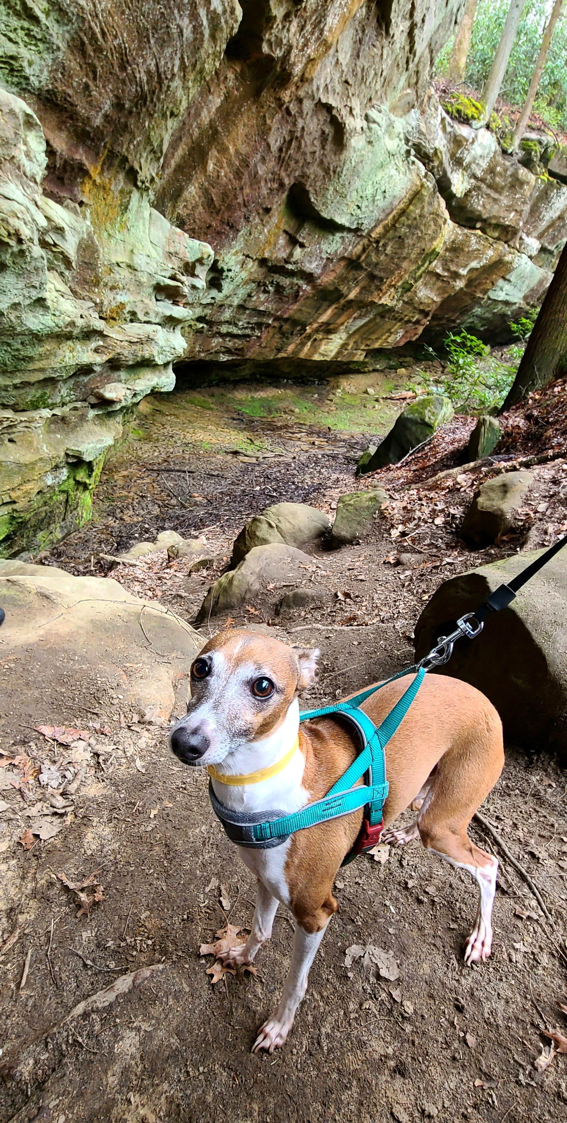 Rebekah C.'s photo of camping with pets at Pickett CCC Memorial State Park Campground near Livingston, TN