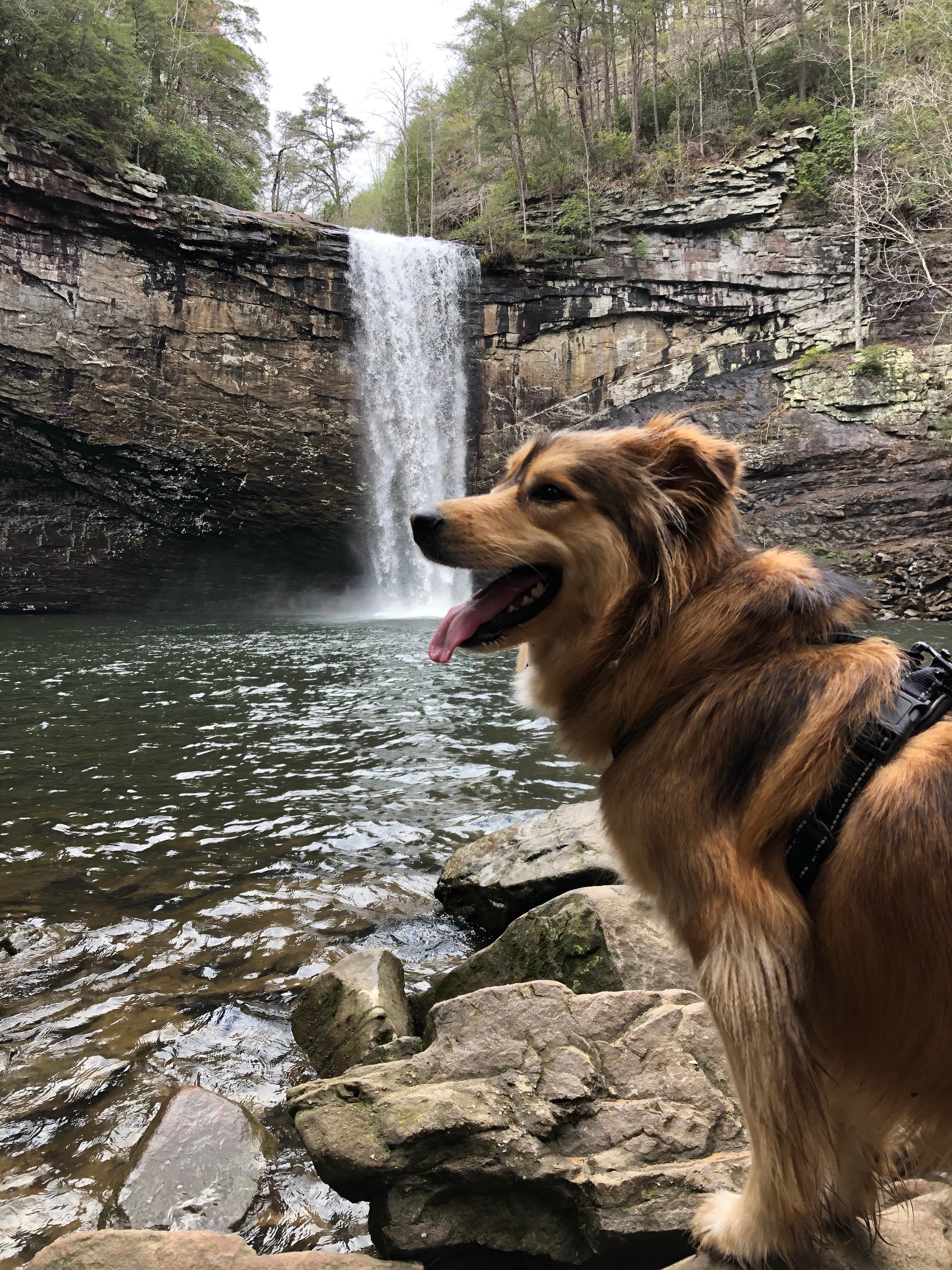 Brittni F.'s photo of camping with pets at Foster Falls Campground near Altamont, TN