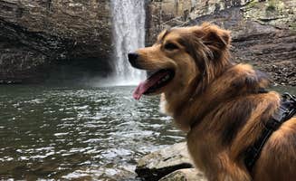 Brittni F.'s photo of camping with pets at Foster Falls Campground near Sherwood, TN