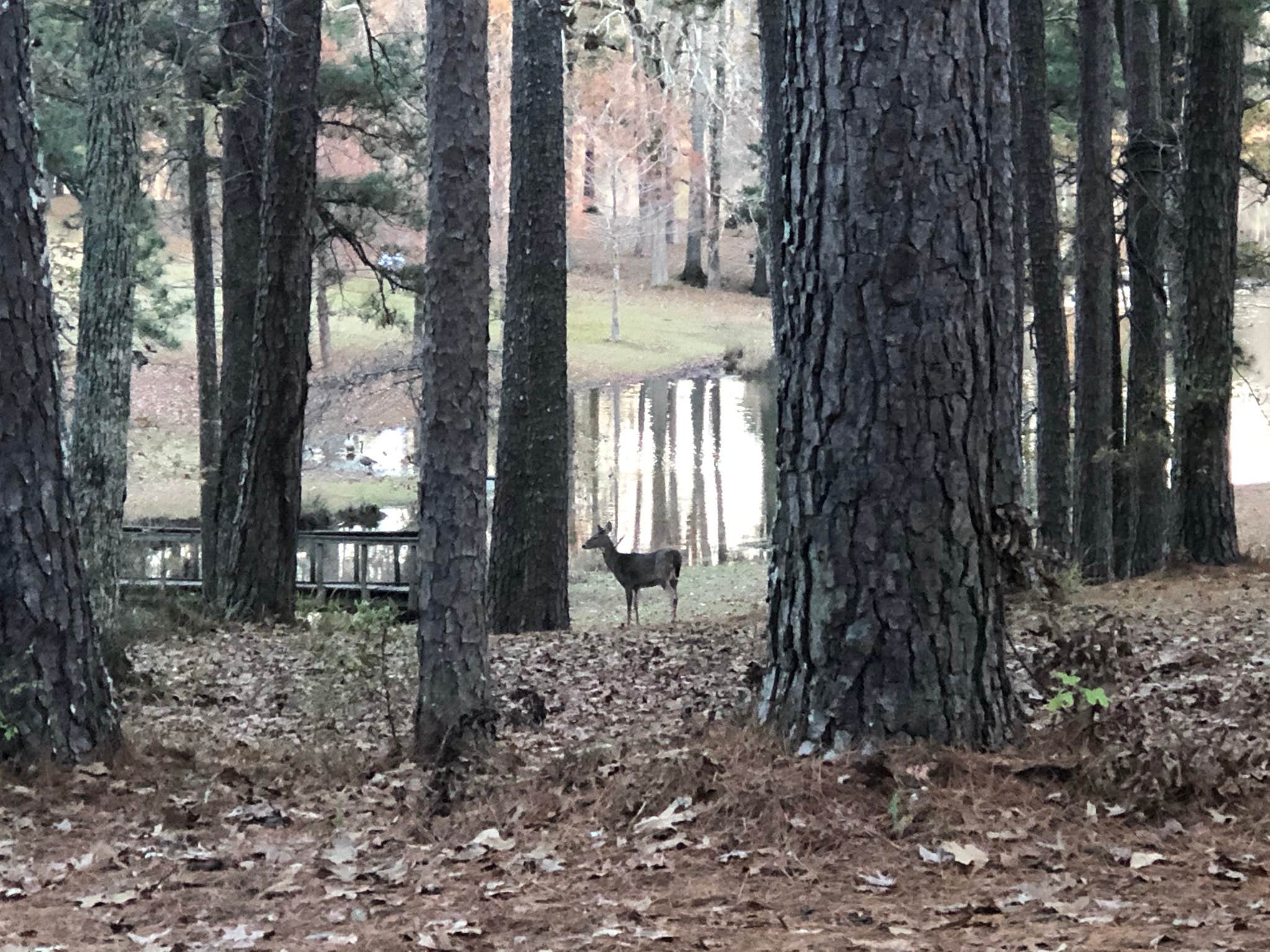 Camper submitted image from Lake Lowndes State Park Campground - 5