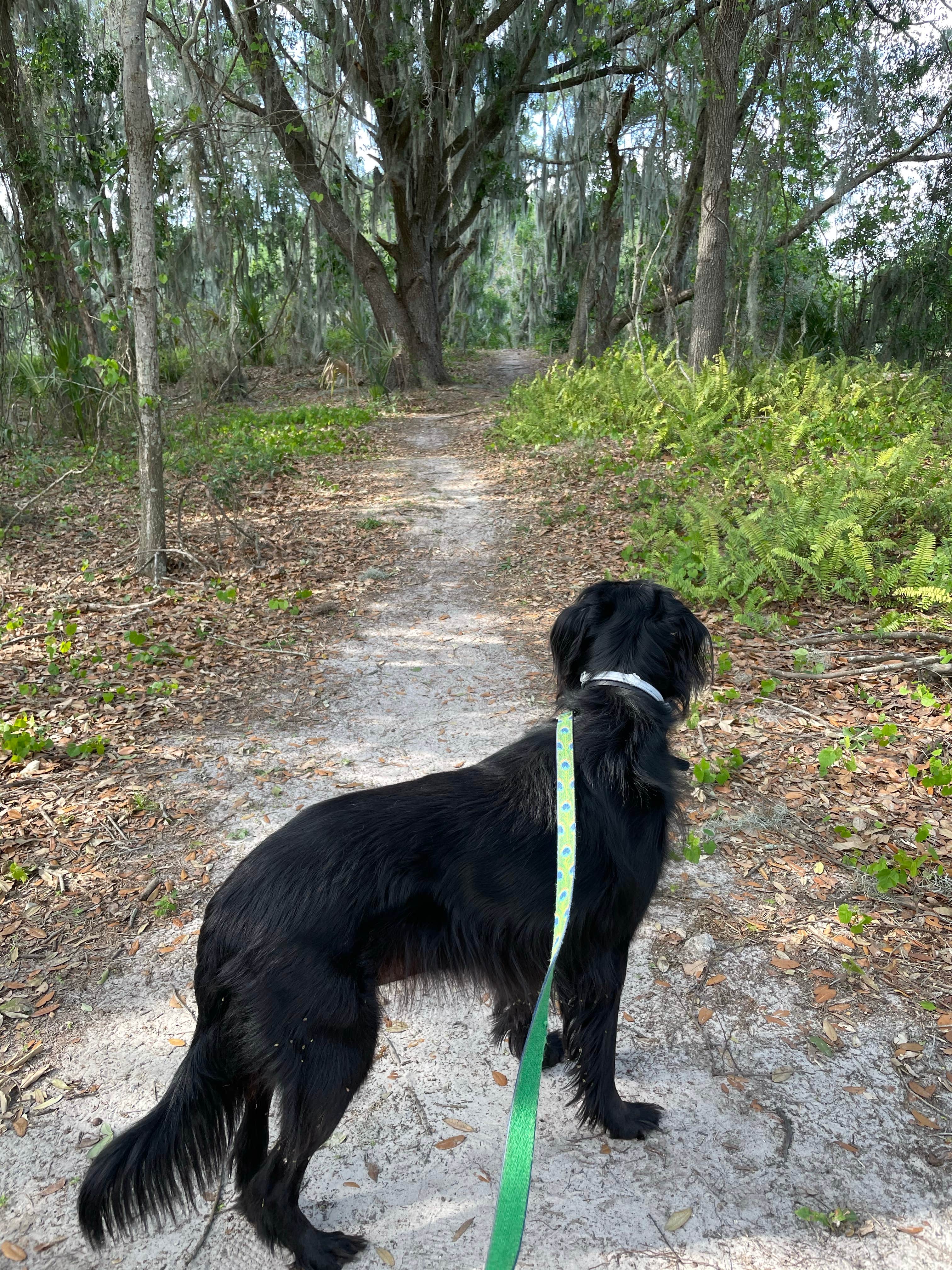 Mackenzie O.'s photo of camping with pets at Edward Medard Park near Lithia, FL
