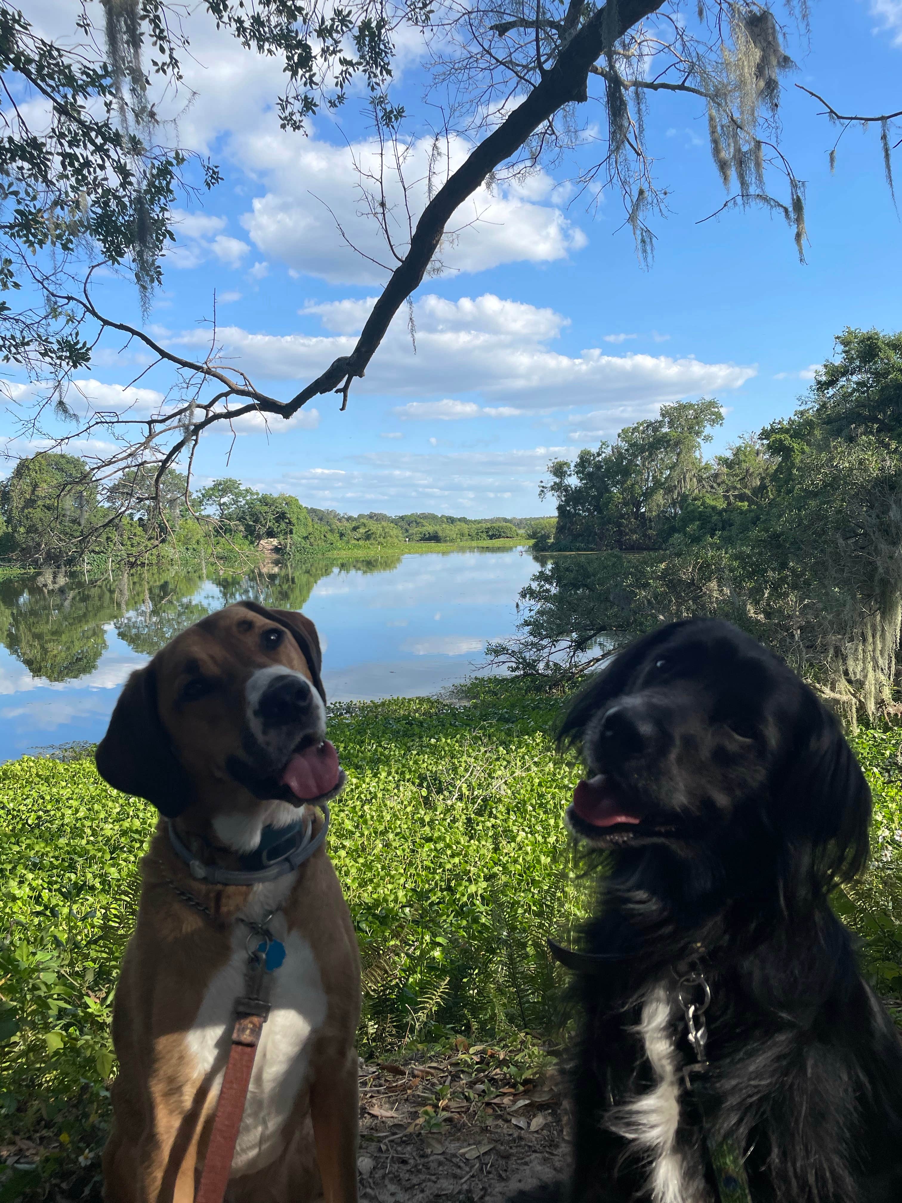 Mackenzie O.'s photo of camping with pets at Edward Medard Park near Lee, FL