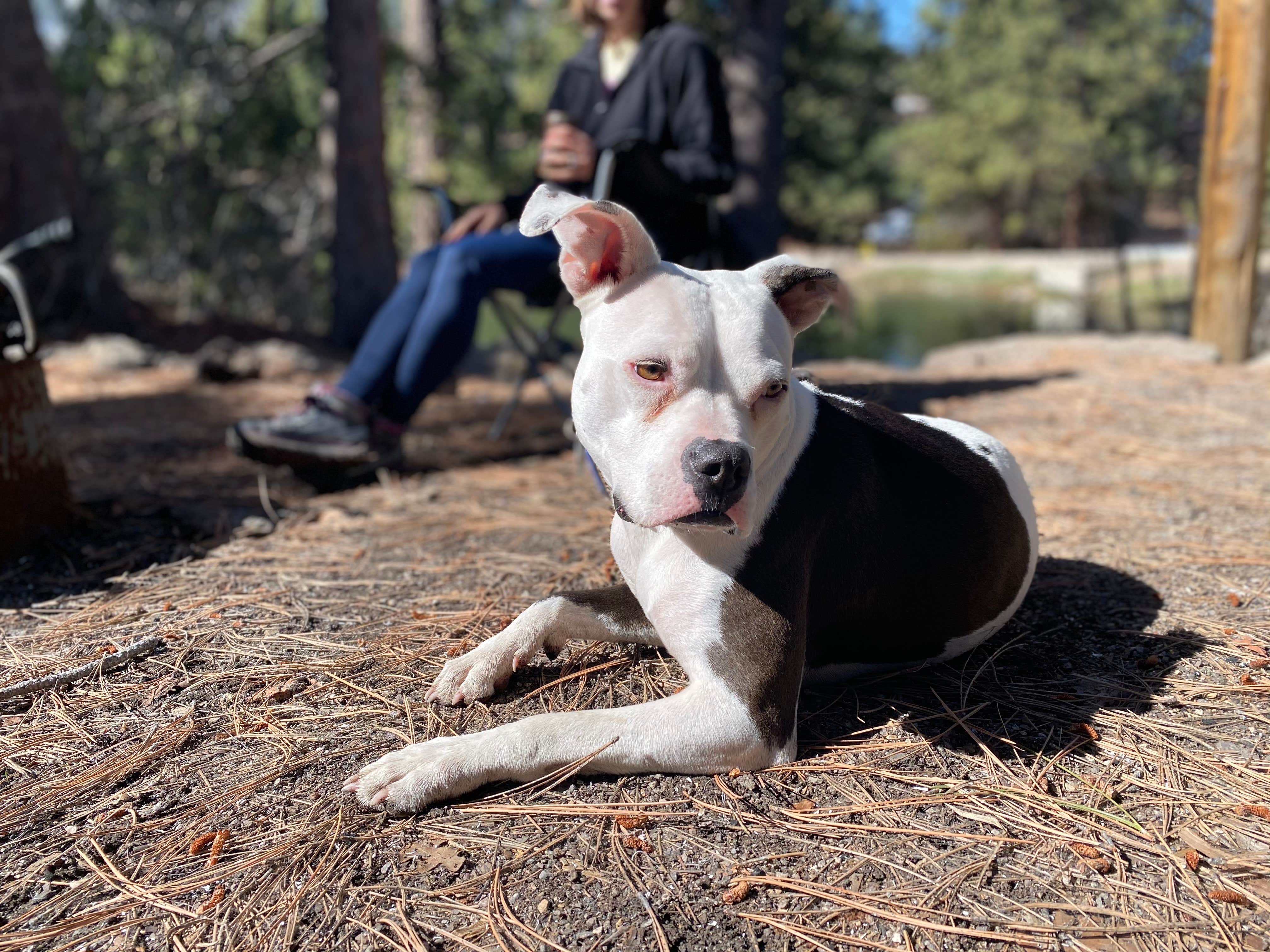 Lauren E.'s photo of camping with pets at Little Reservoir Campround — Fishlake National Forest near Beaver, UT