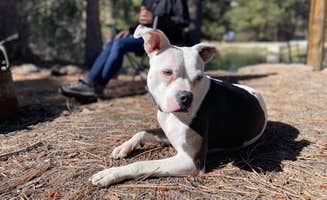 Lauren E.'s photo of camping with pets at Little Reservoir Campround — Fishlake National Forest near Cove, UT