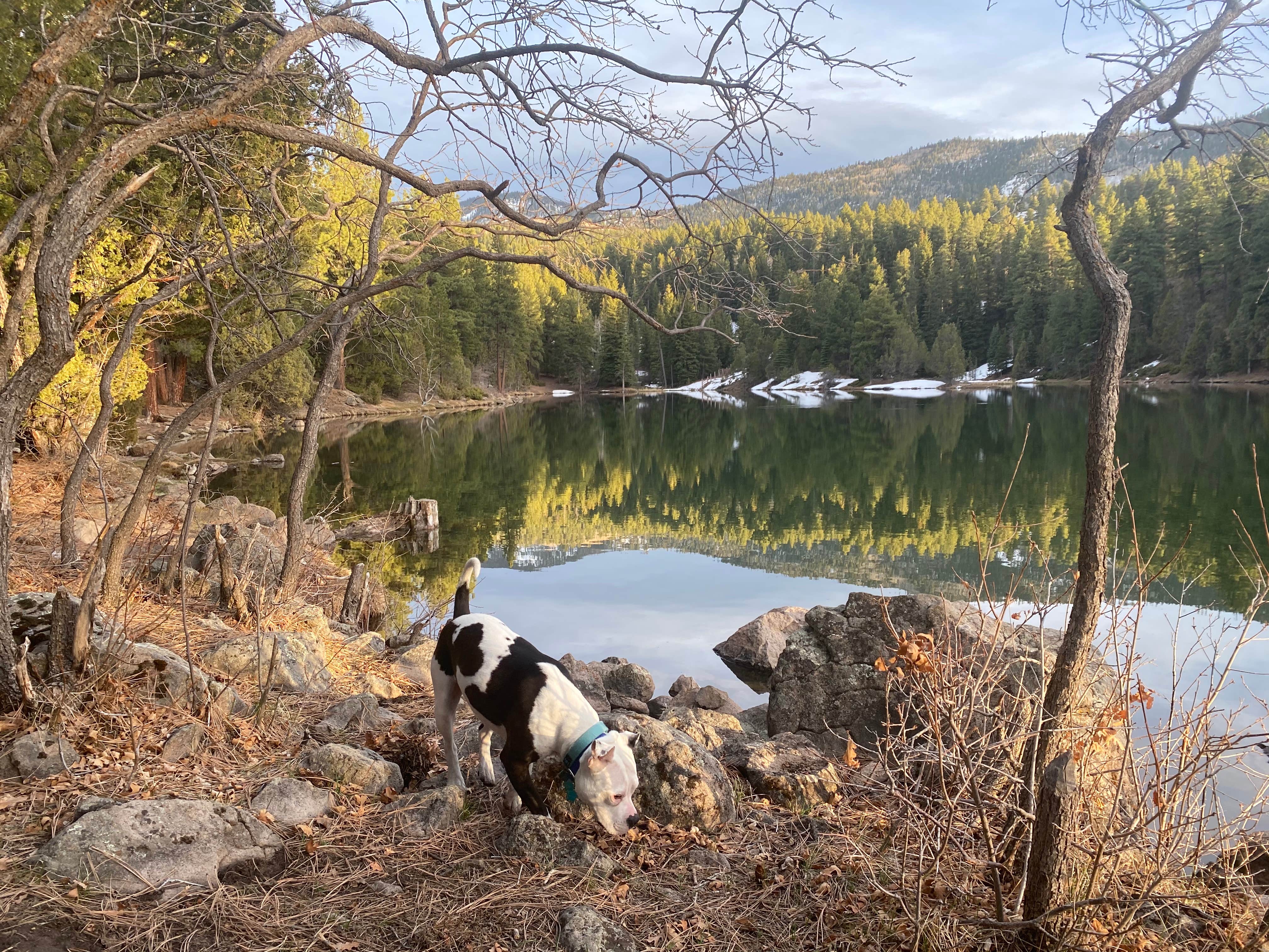 Lauren E.'s photo of camping with pets at Little Reservoir Campround — Fishlake National Forest near Beaver, UT