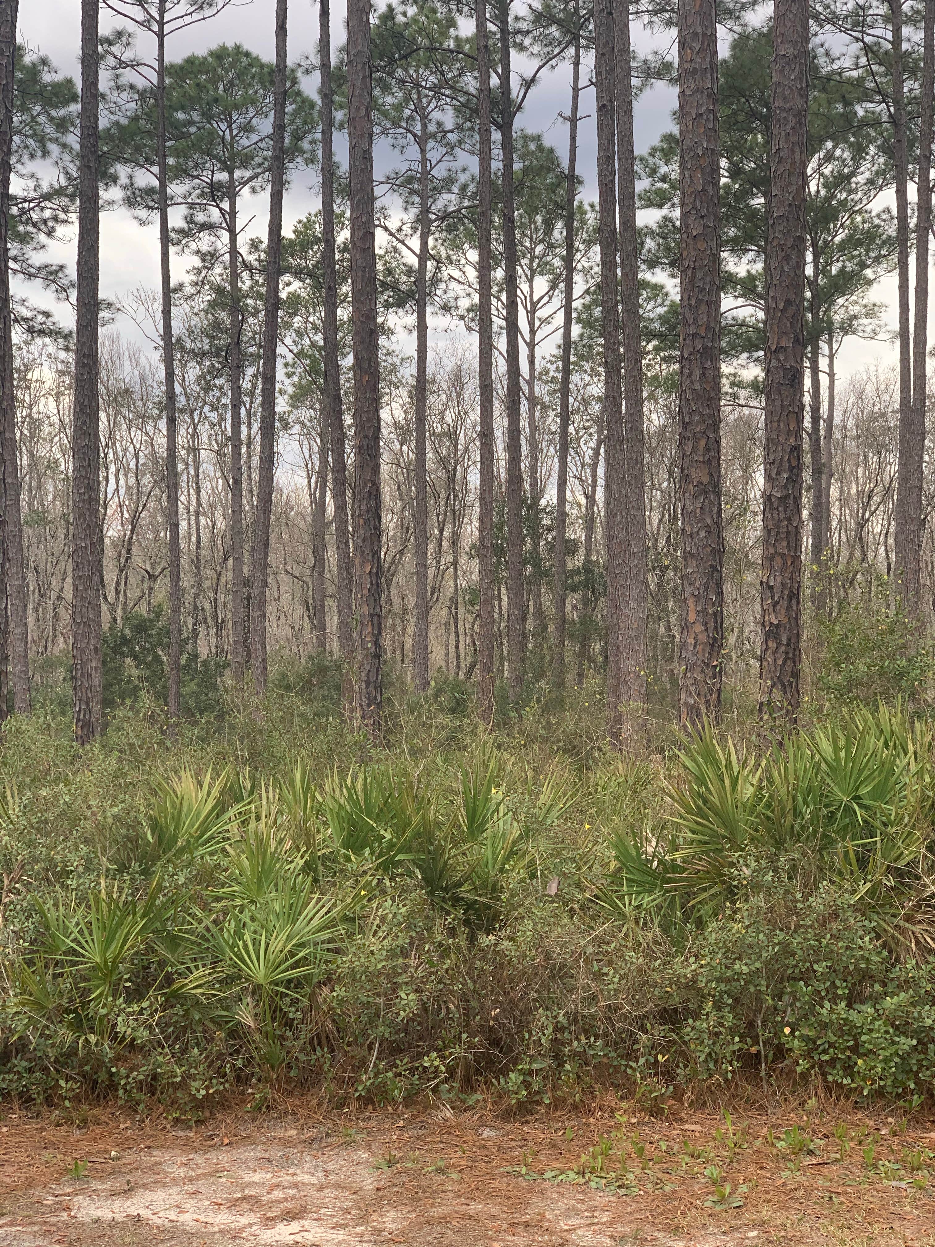 Camper-submitted photo at Loop Road Campsite — Tate's Hell State Forest Womack Creek Primitive Campsites near Sopchoppy, FL