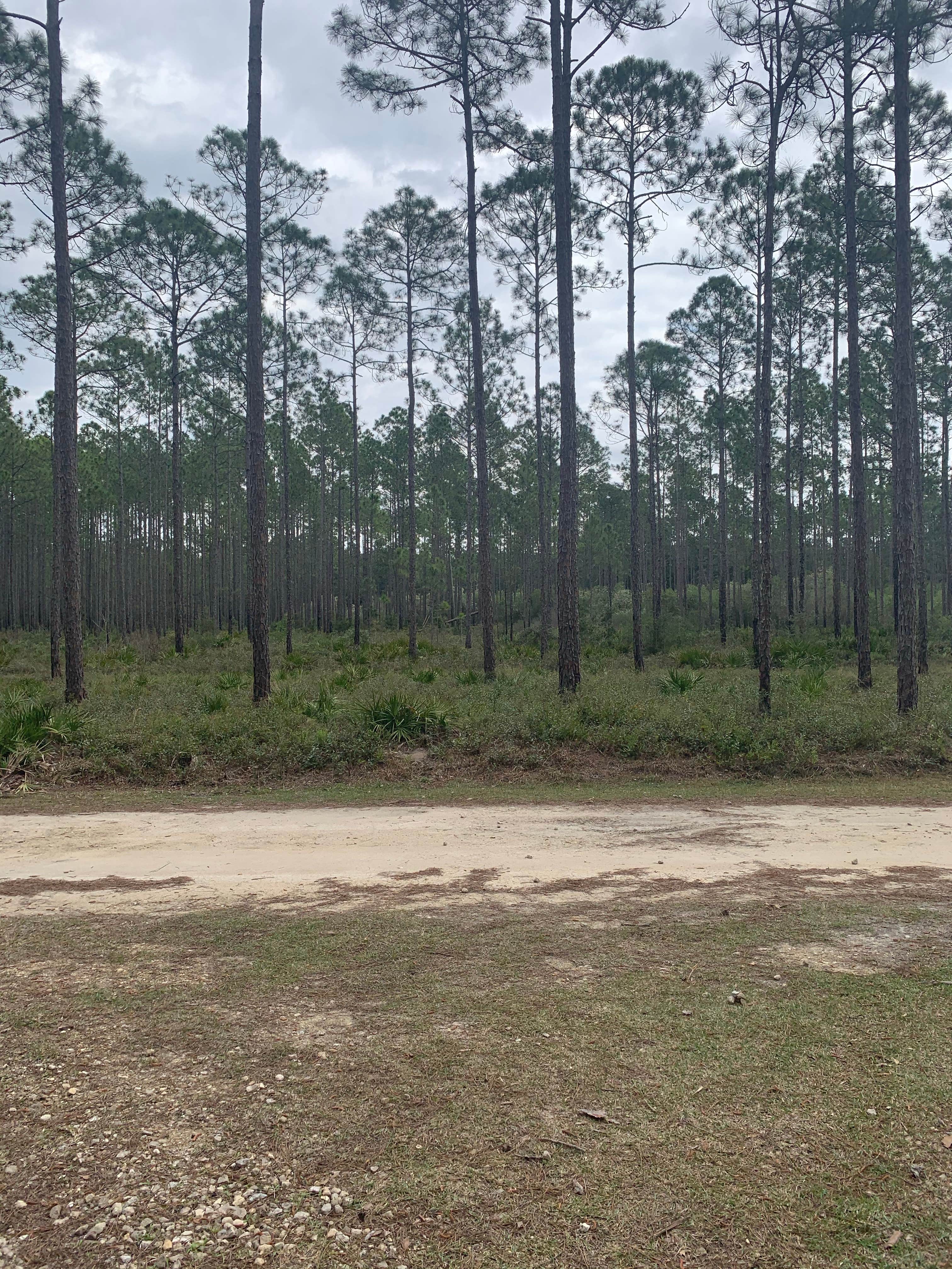 Camper submitted image from Loop Road Campsite — Tate's Hell State Forest Womack Creek Primitive Campsites - 4