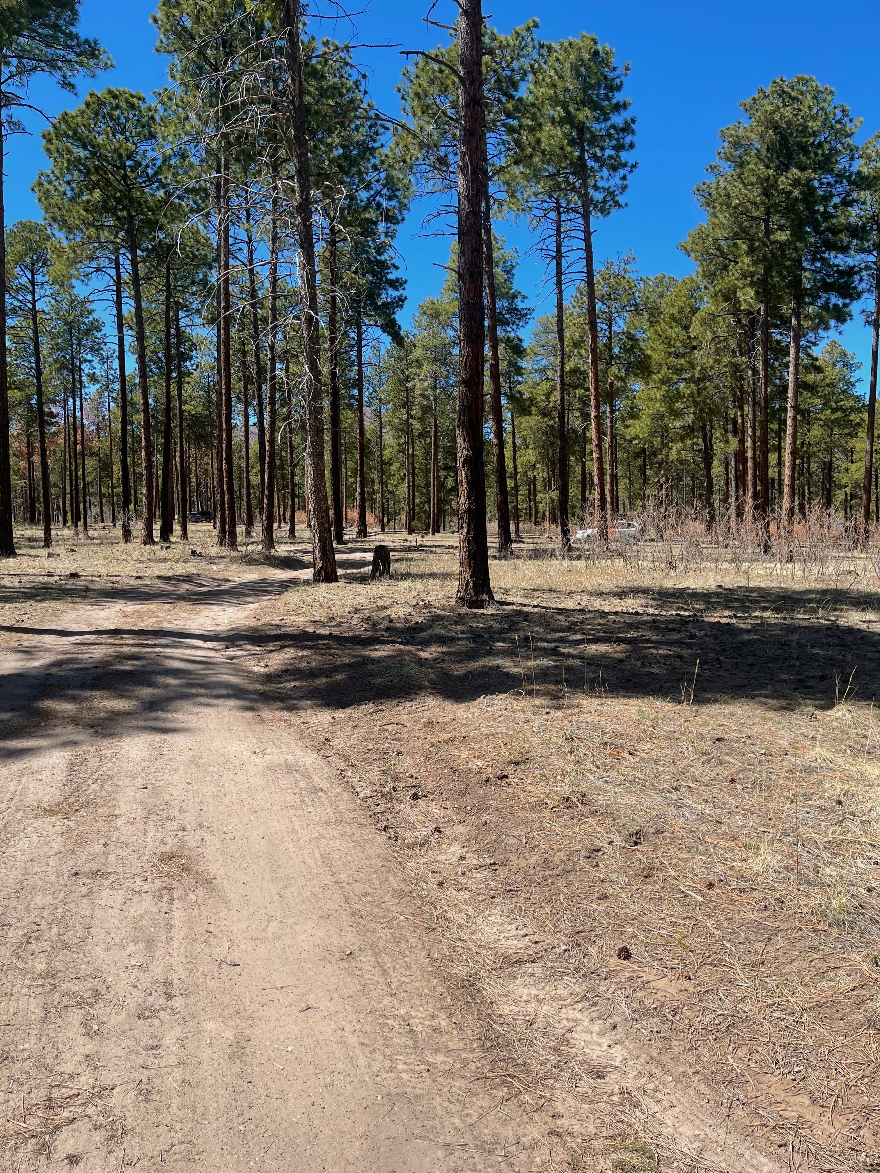 Camper submitted image from Pajarito Springs (Dispersed) - 1