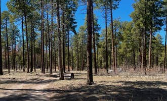 Camping near Camp May: Pajarito Springs (Dispersed), Los Alamos, New Mexico