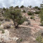 Review photo of Rabbit Valley — Mc Innis Canyons National Conservation Area by Jeff N., April 14, 2021