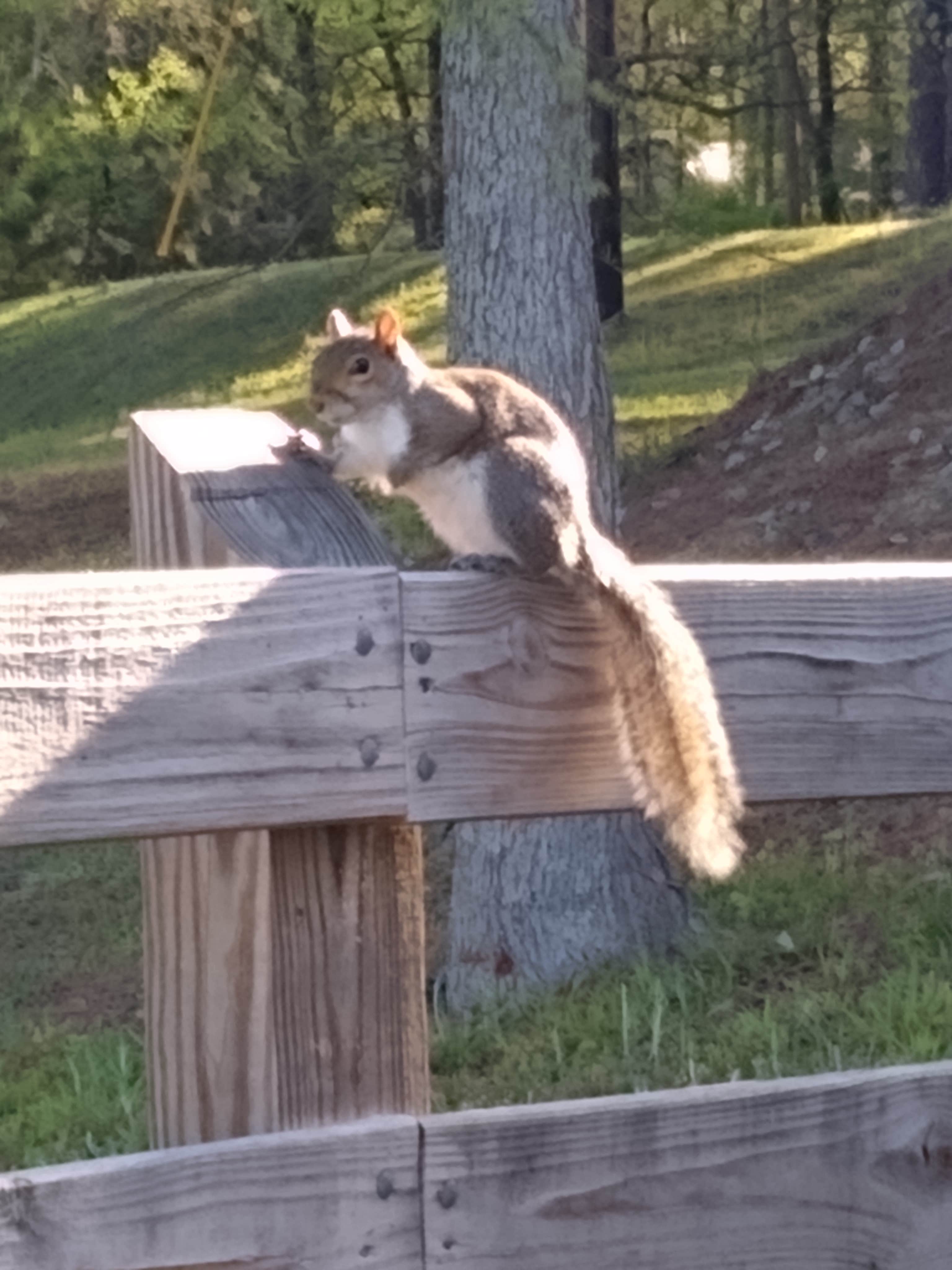 Rachel G.'s photo of camping with pets at Dames Ferry State Park Campground near Zebulon, GA