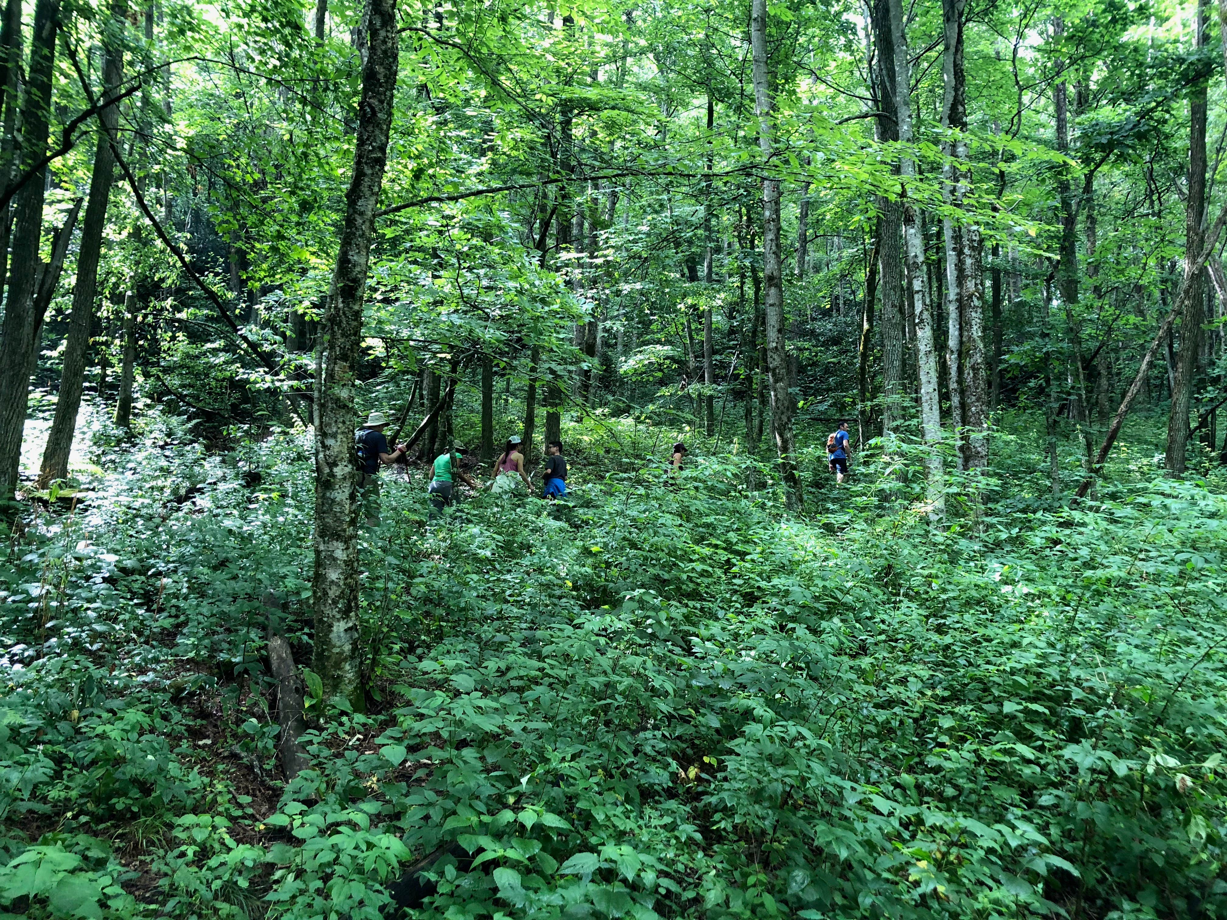 Camper-submitted photo at Mooney Gap Trailhead Campsite near Otto, NC