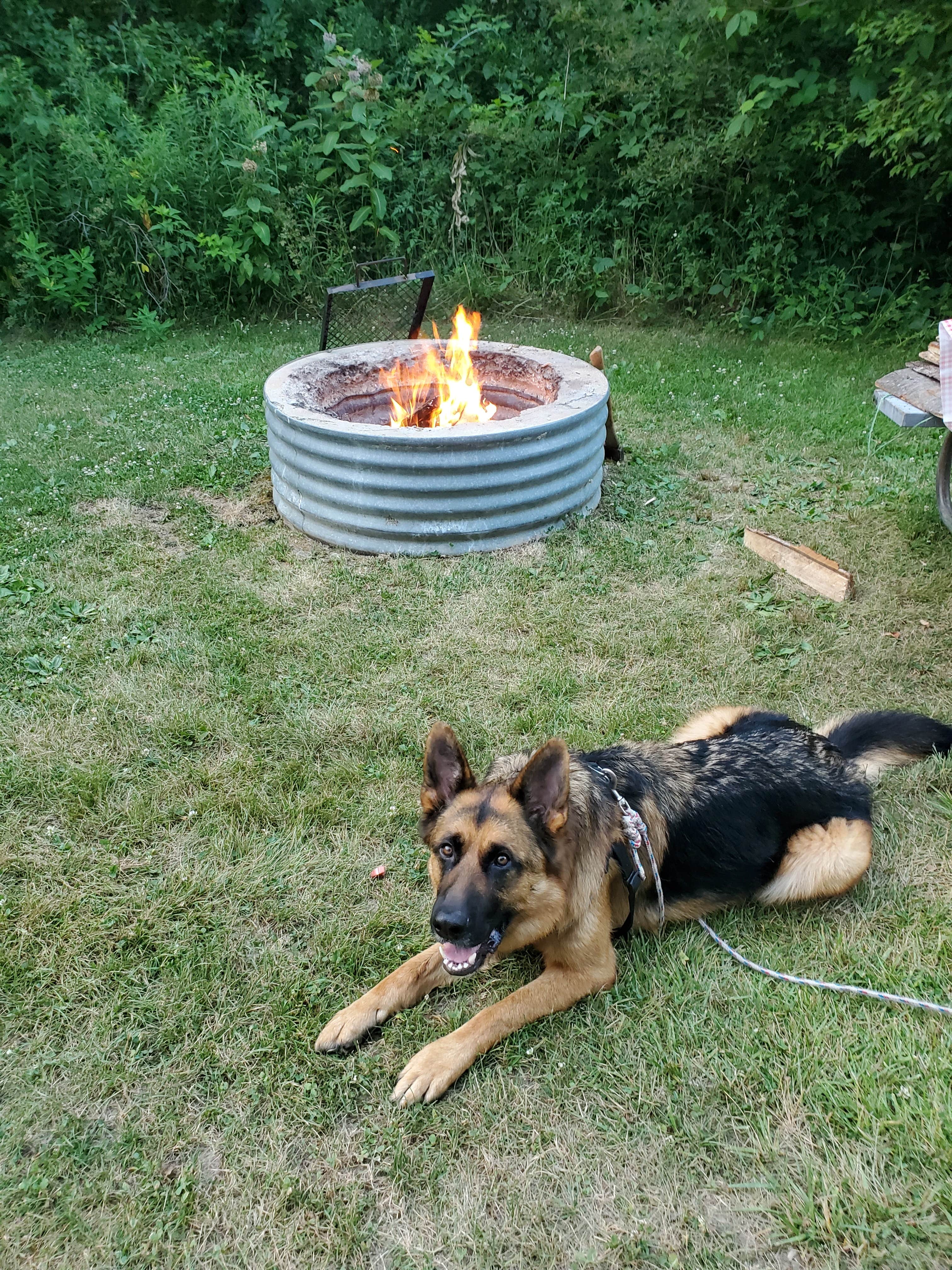 Jack T.'s photo of camping with pets at Lake Hudson Recreation Area near Litchfield, MI