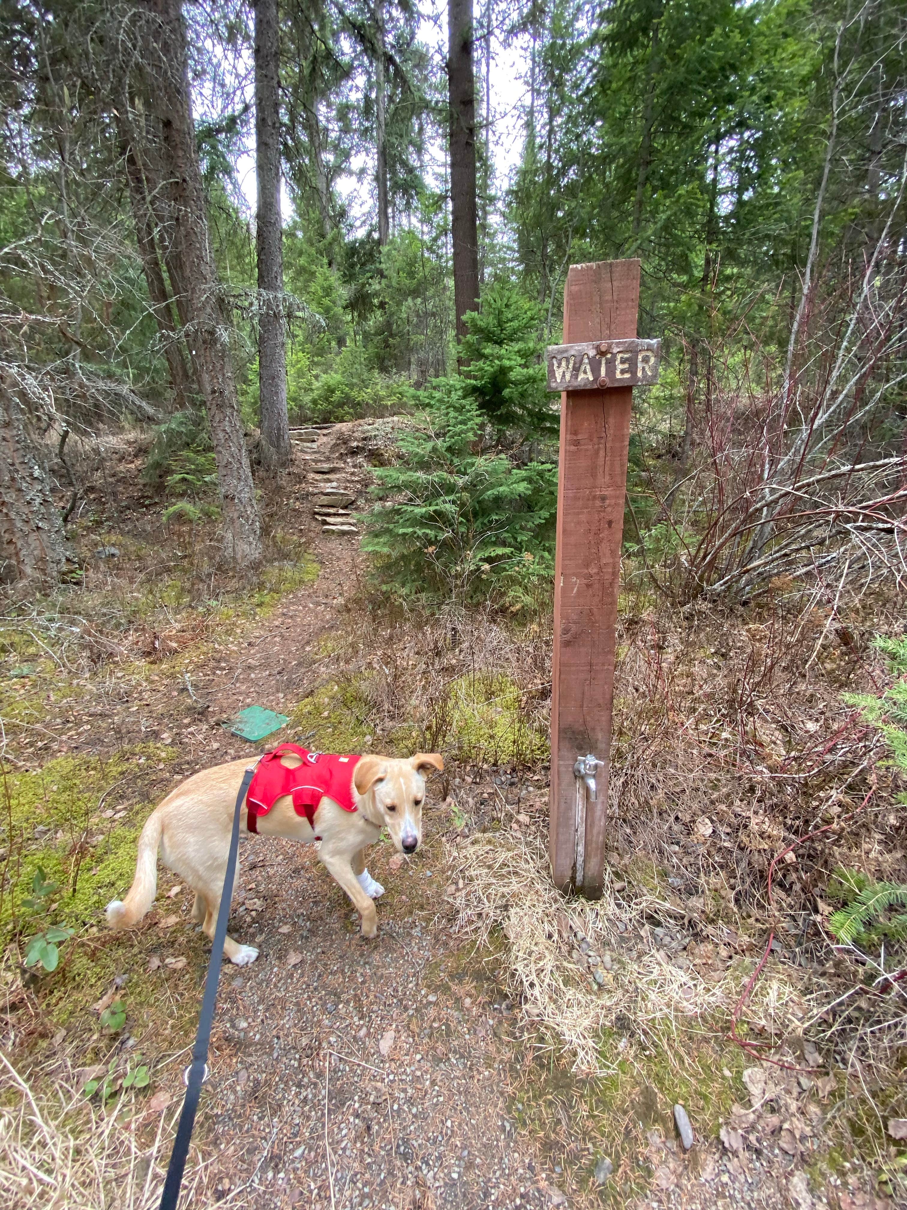 Juliana H.'s photo of camping with pets at Lolo Creek Campground near Missoula, MT