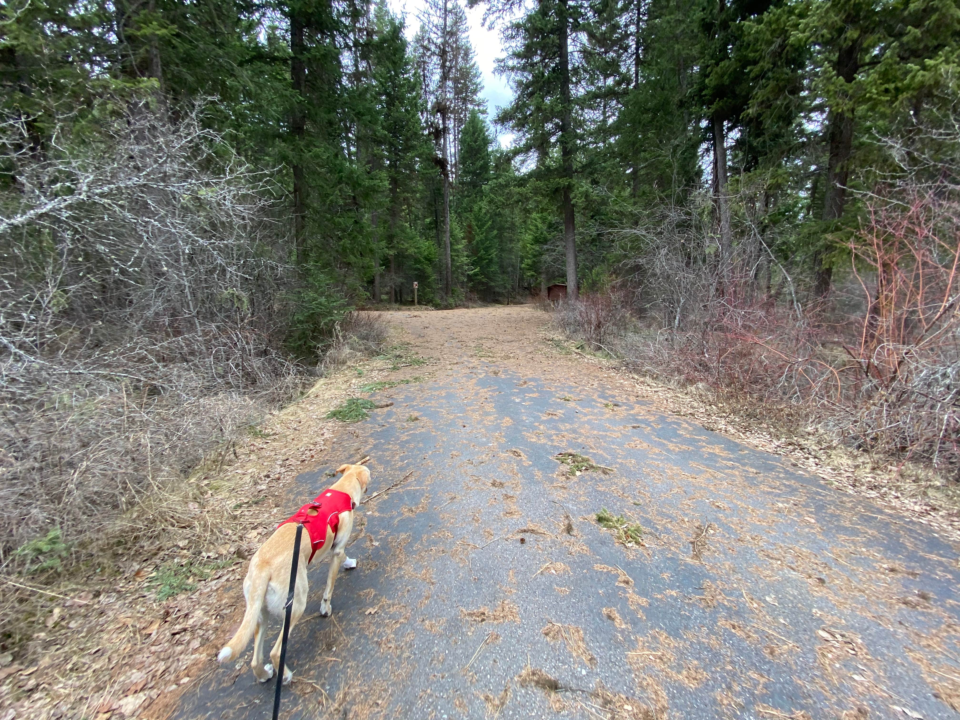 Juliana H.'s photo of camping with pets at Lolo Creek Campground near Bonner, MT